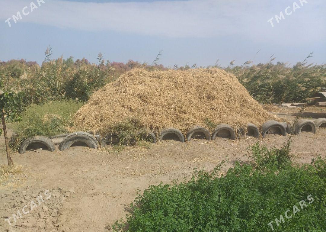 Yorunja ot - Türkmenabat - img 1