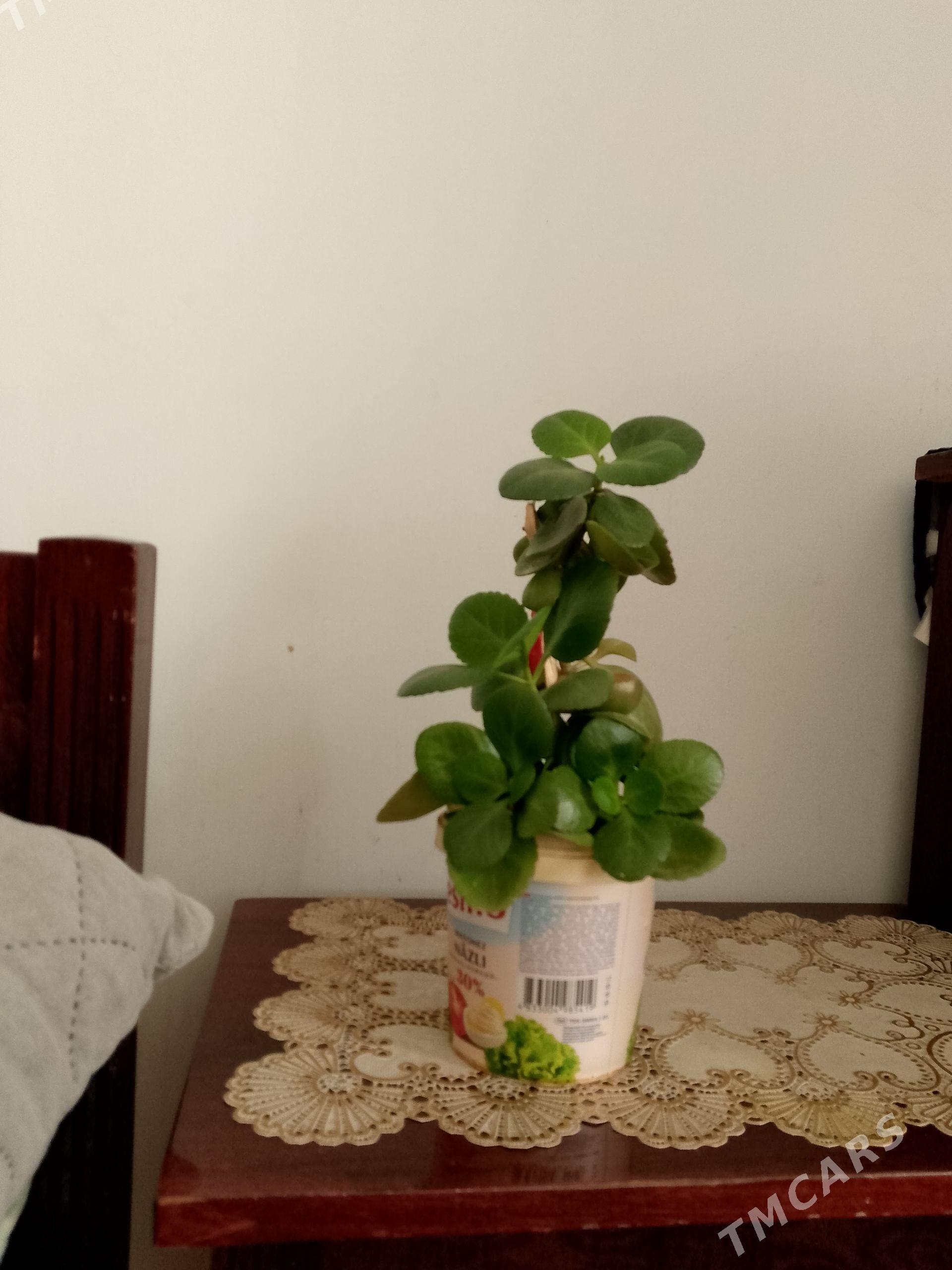 limonisa deneźny - Balkanabat - img 1