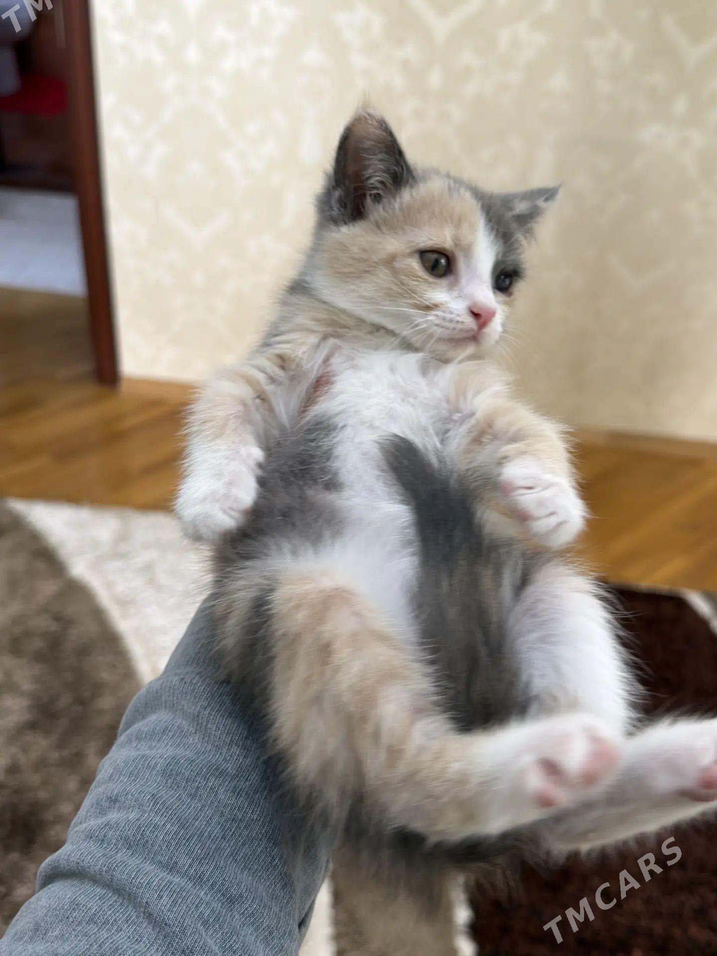 котенок девочка месяца - Aşgabat - img 1