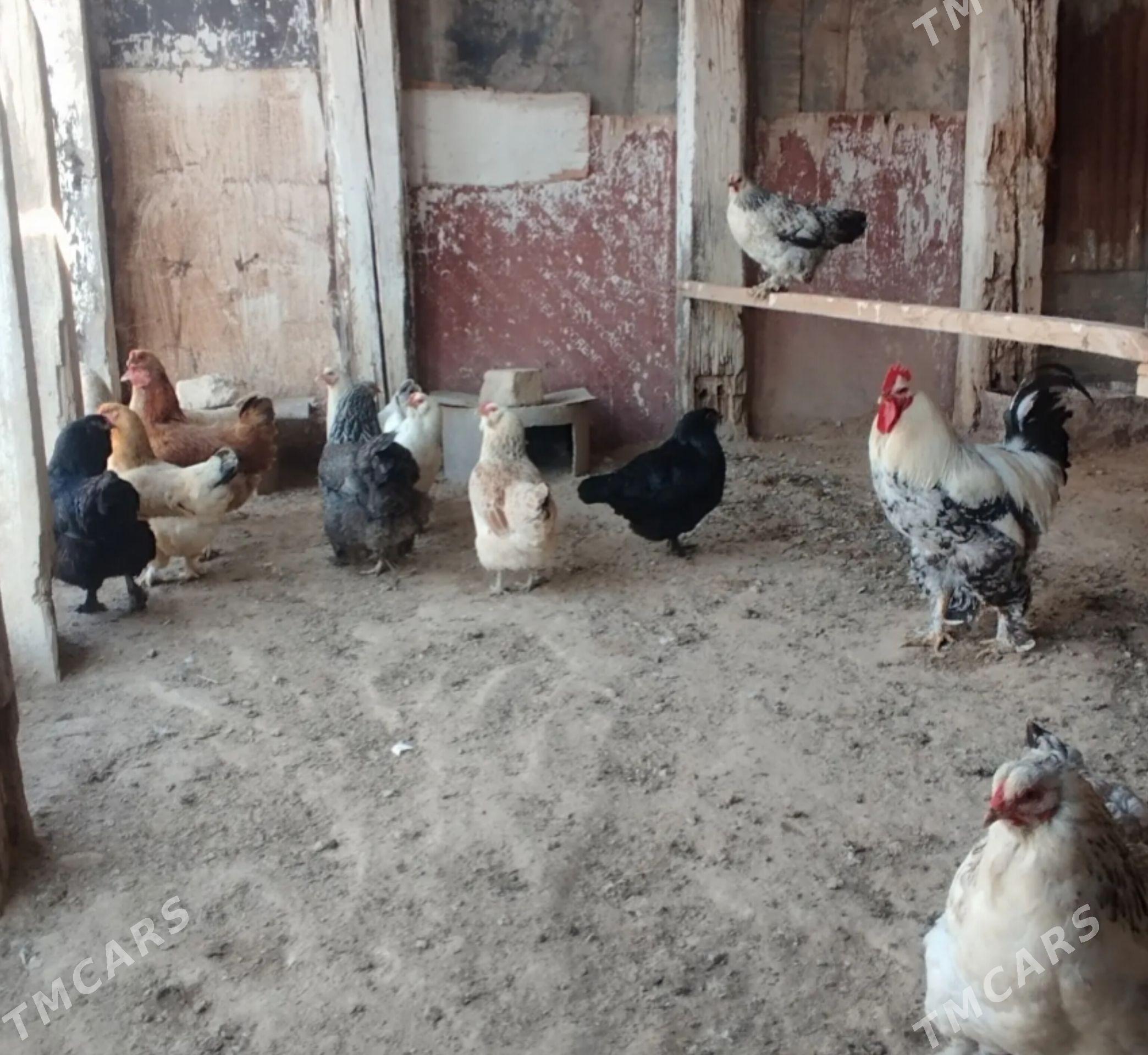 Brama Towuk Horaz - Türkmenbaşy - img 1