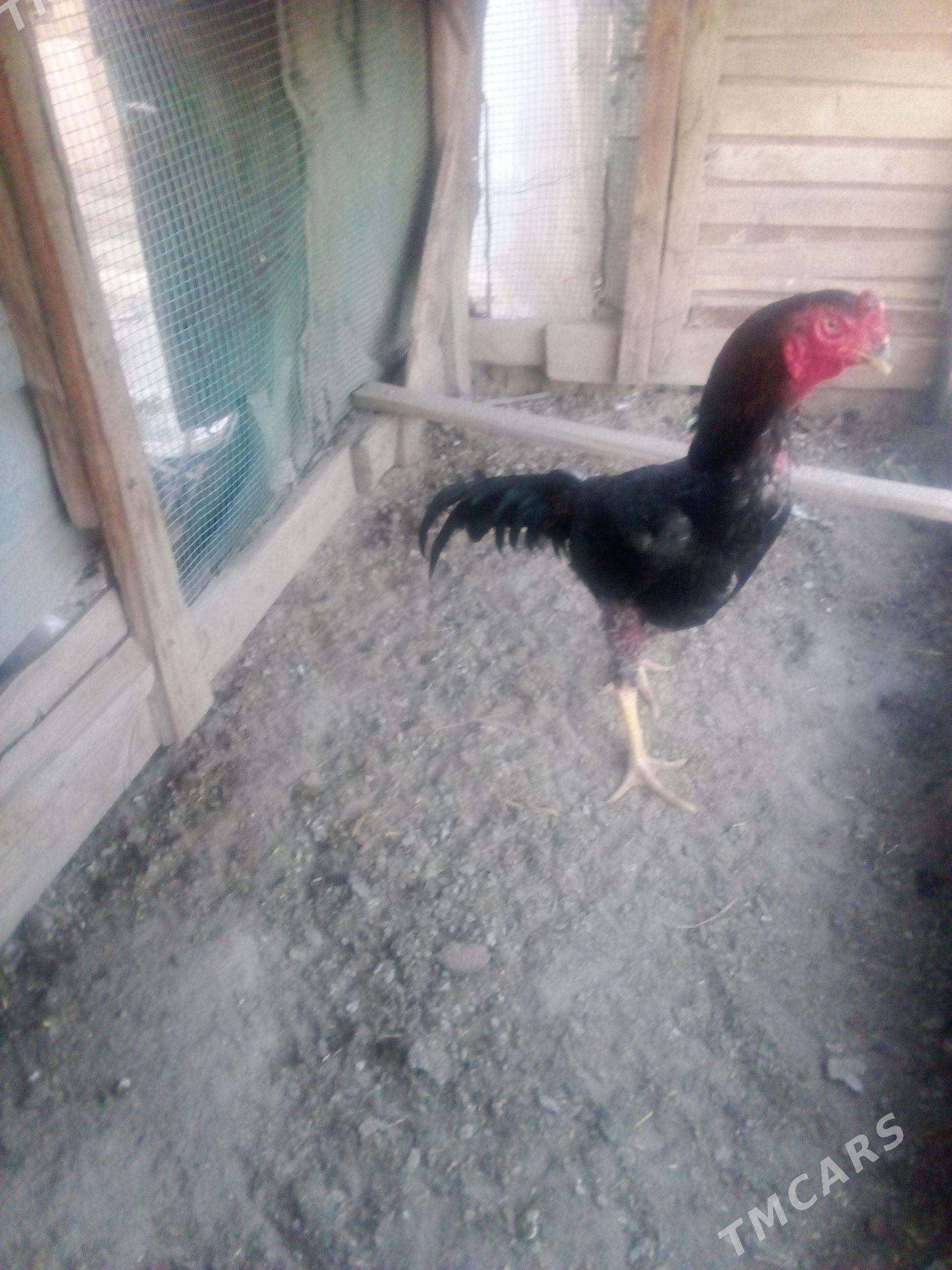 Batu 11aylyk - Сакар - img 1