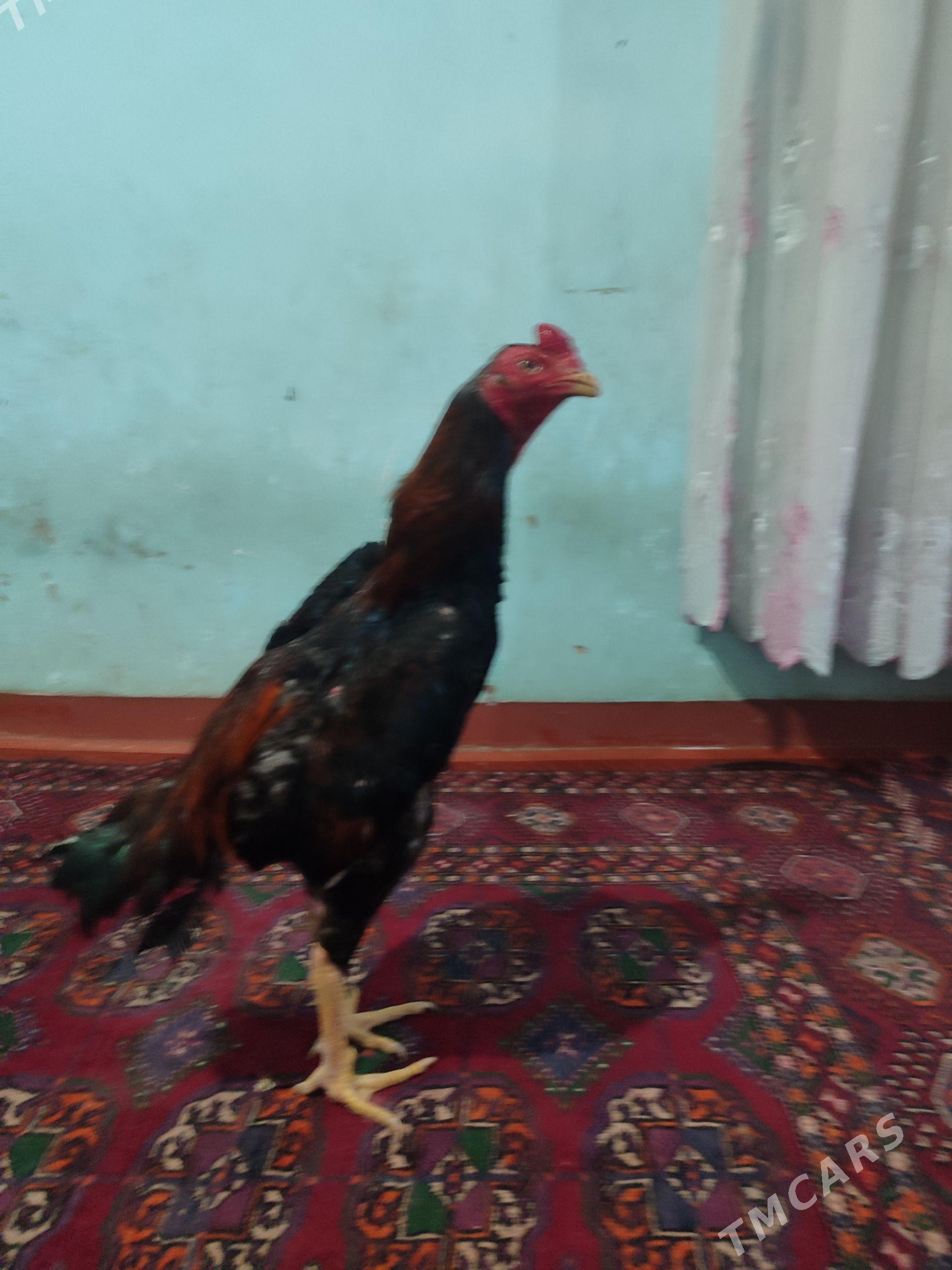Horaz - Daşoguz - img 1