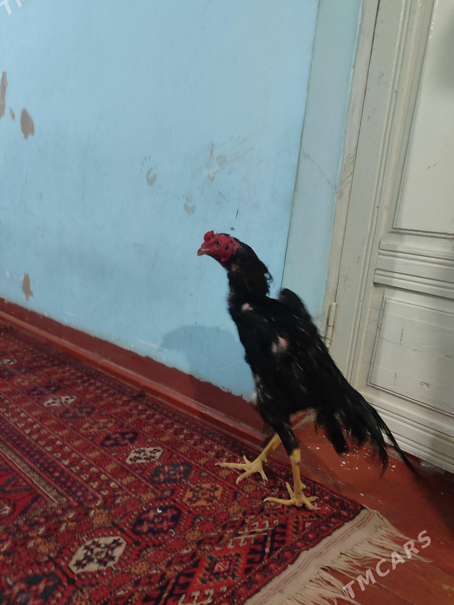 Horaz - Daşoguz - img 1