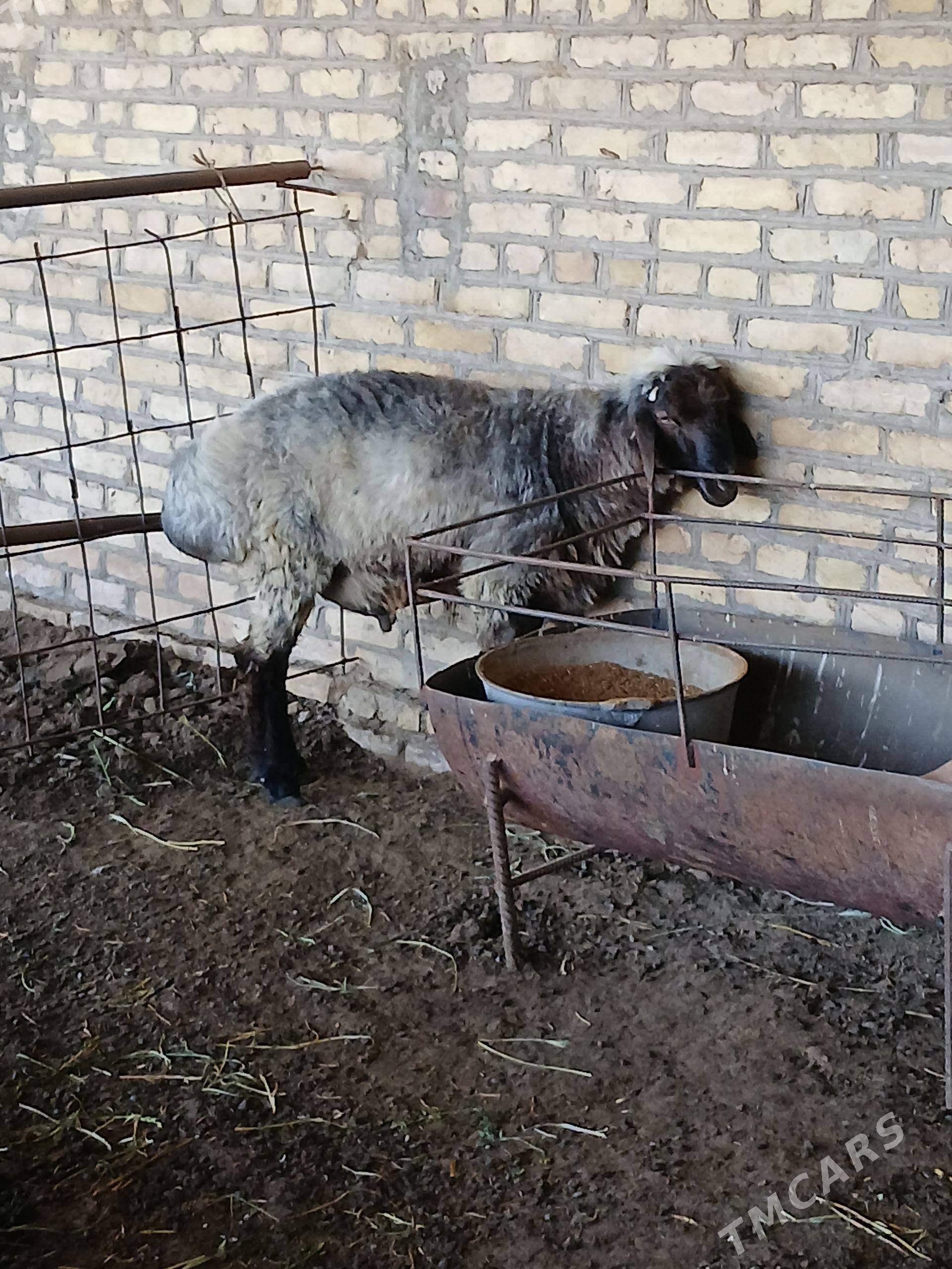 TOHUM GOÇKAR. - Halaç - img 1