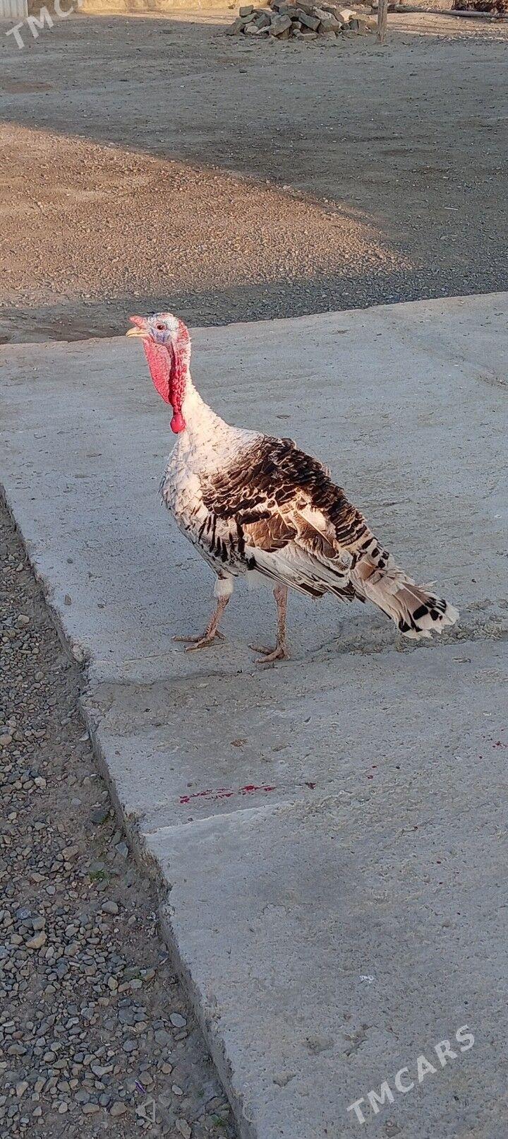Induk - Bereket - img 1