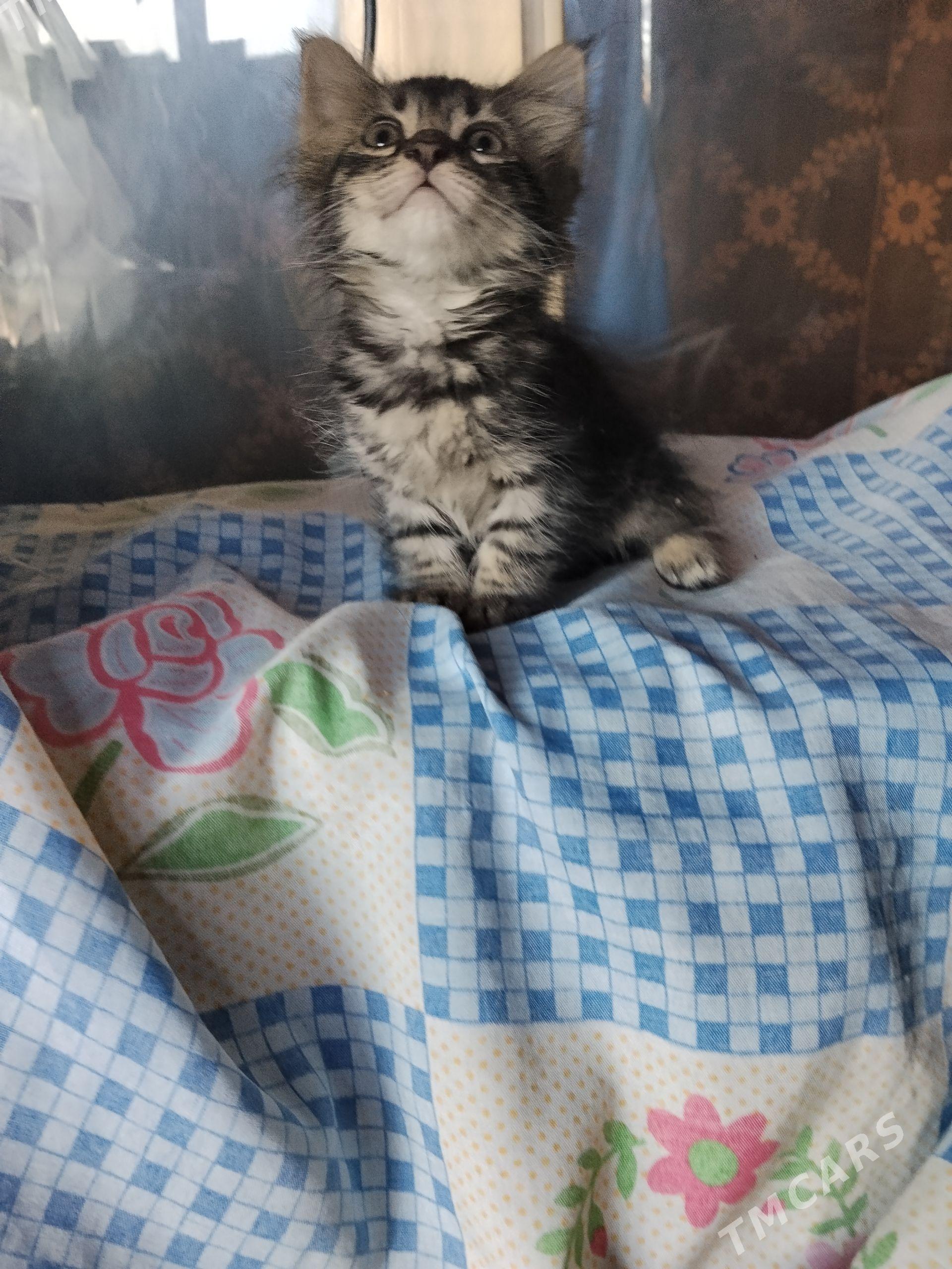 котенок - Türkmenabat - img 1
