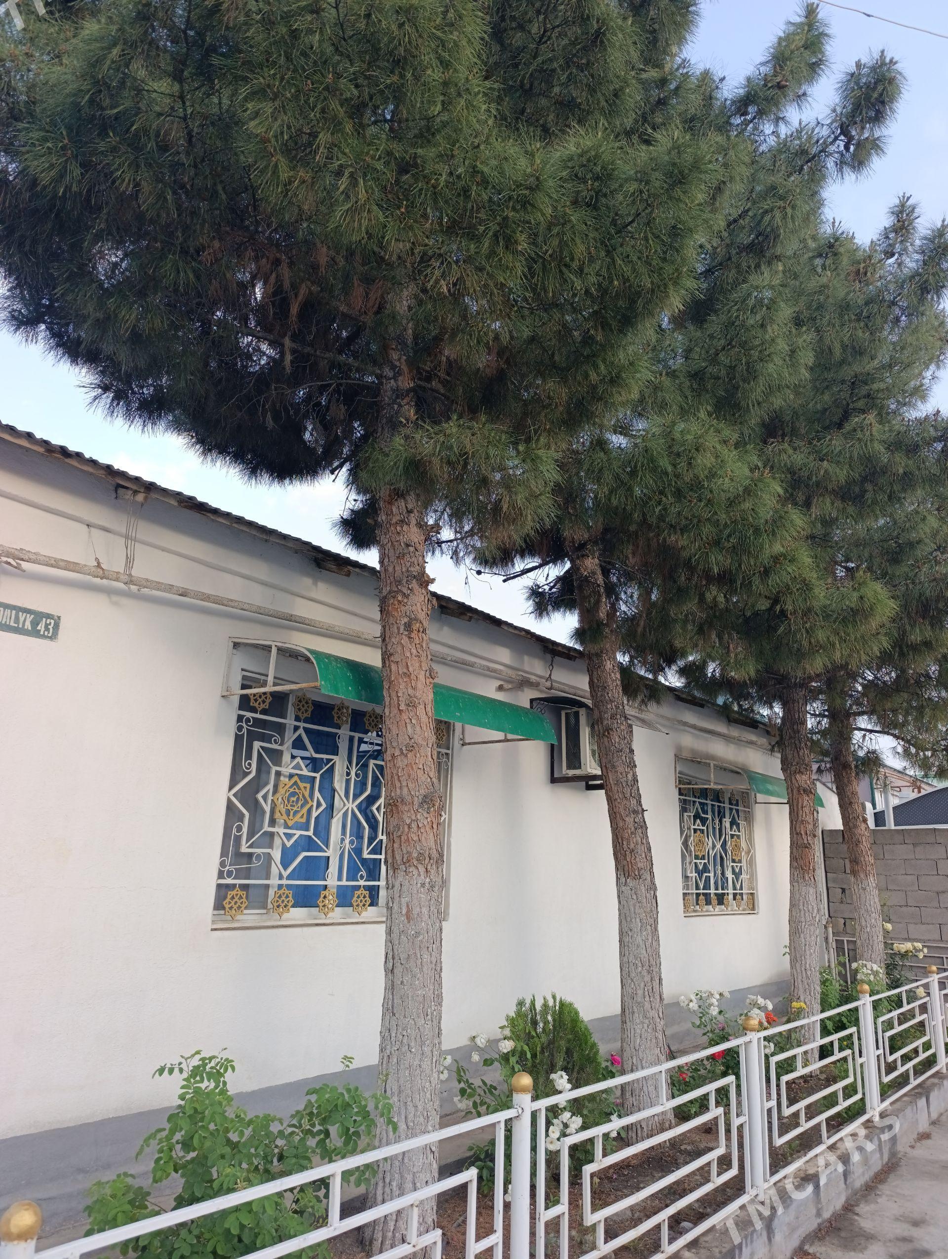 Yolka agajy - Aşgabat - img 1