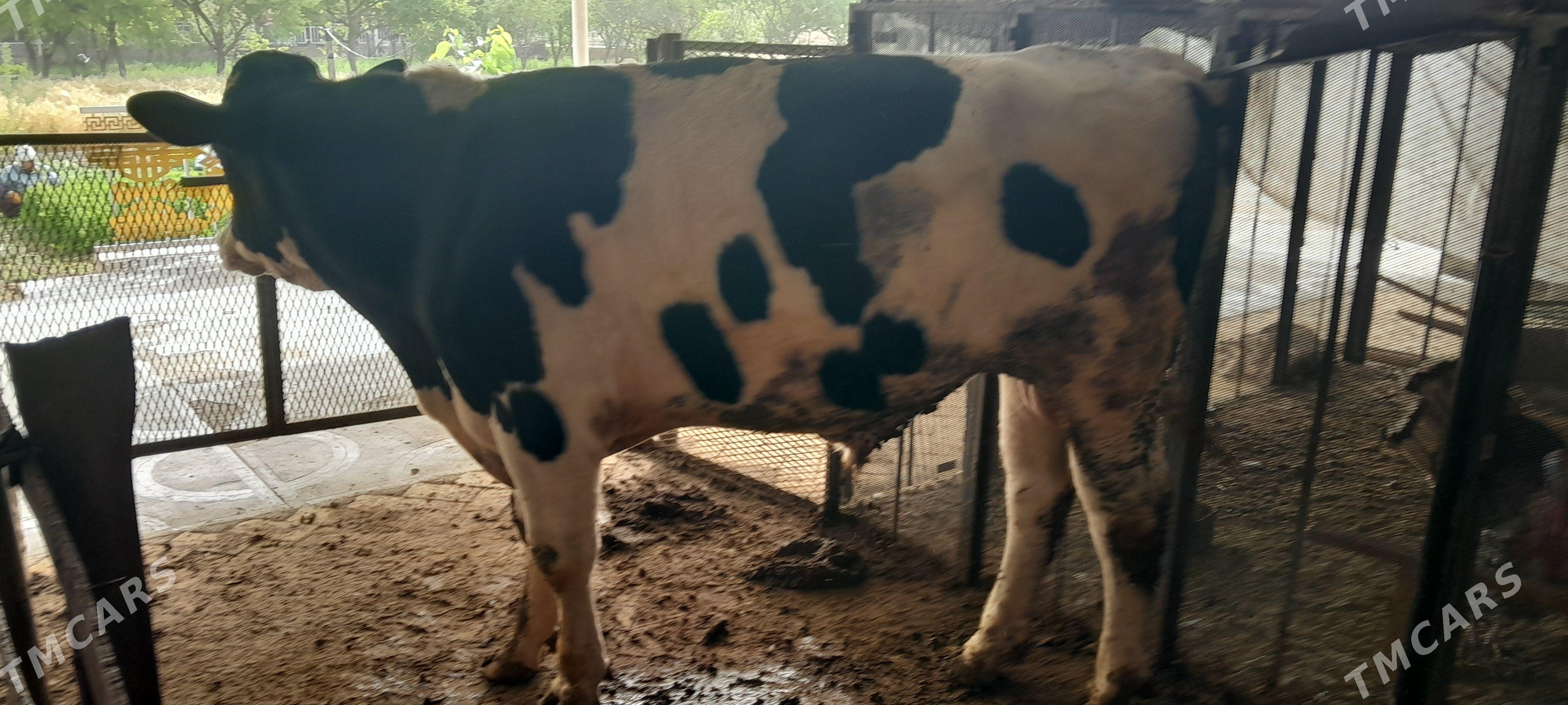 Galtsteyn Öküz 1.5 Ýaş - Mary - img 1