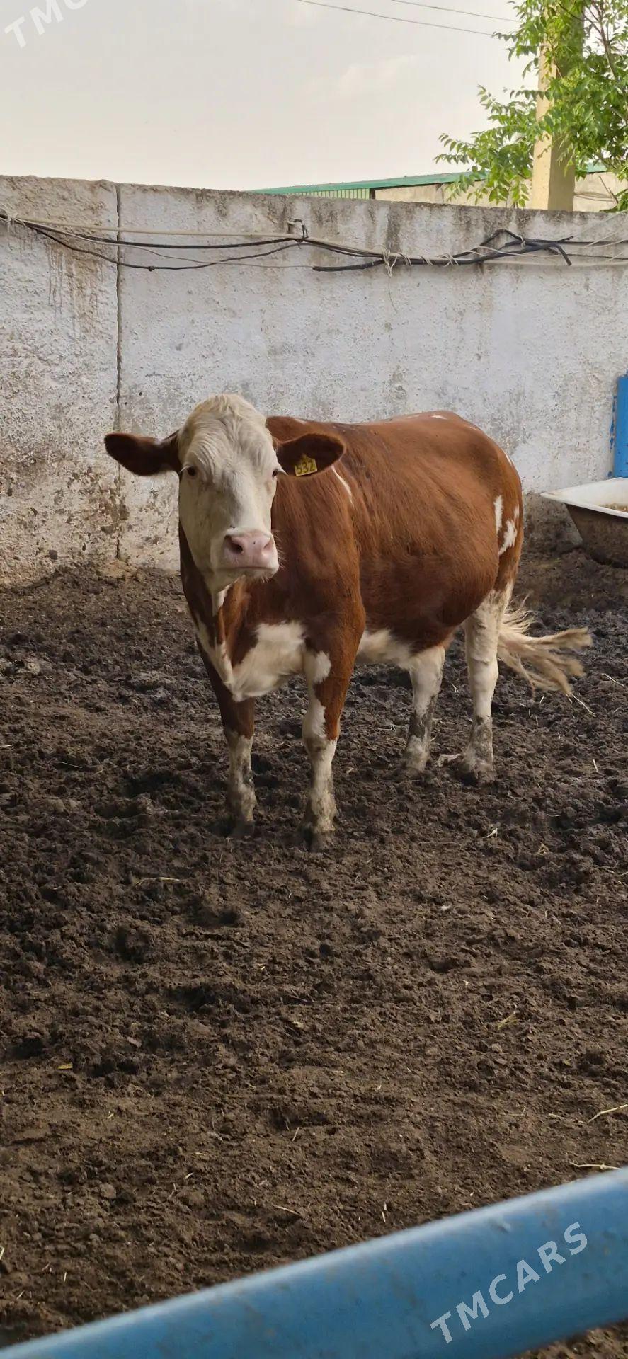 Simmental sygyr - Анев - img 1