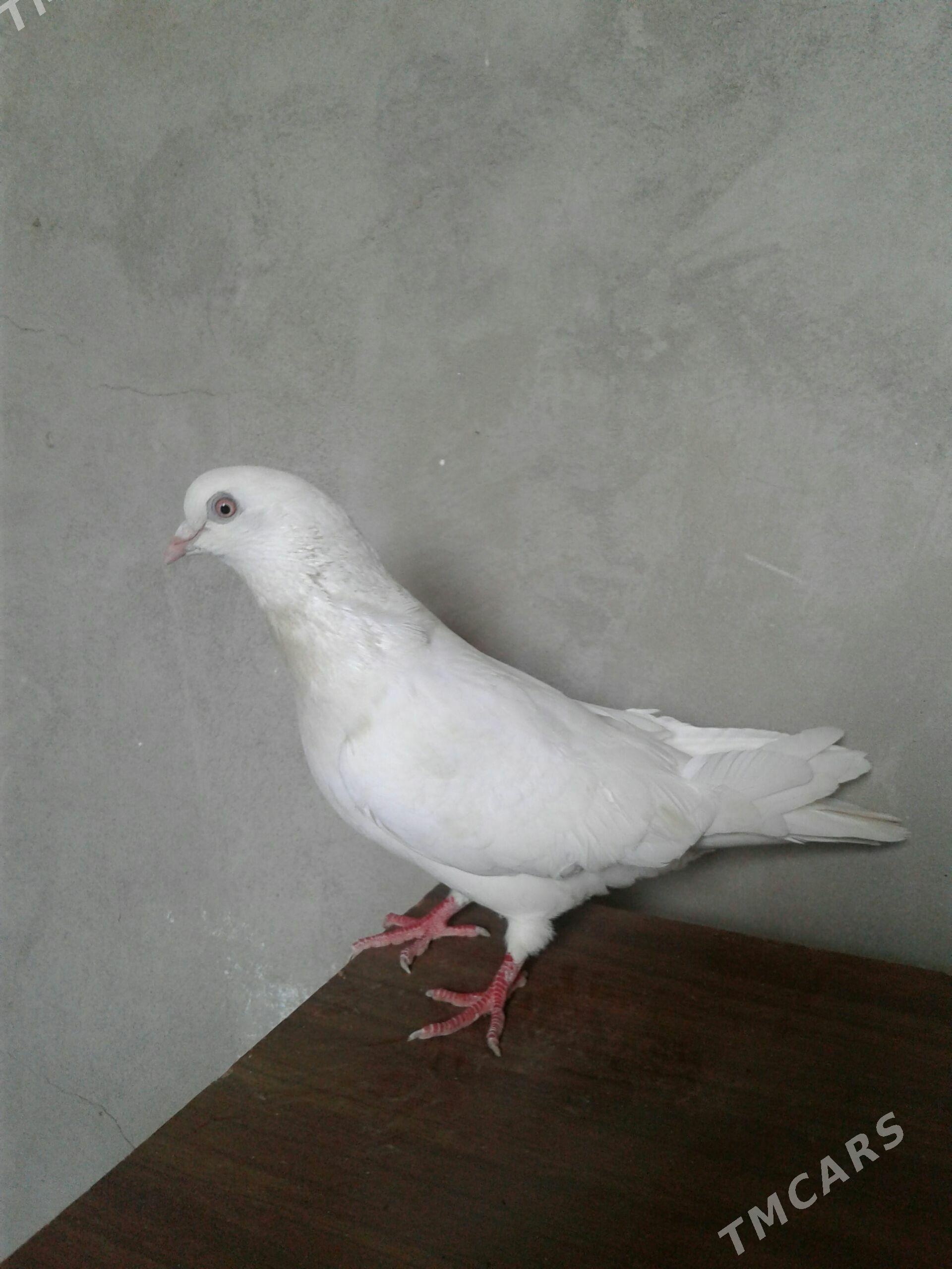 Kepderi - Mary - img 1
