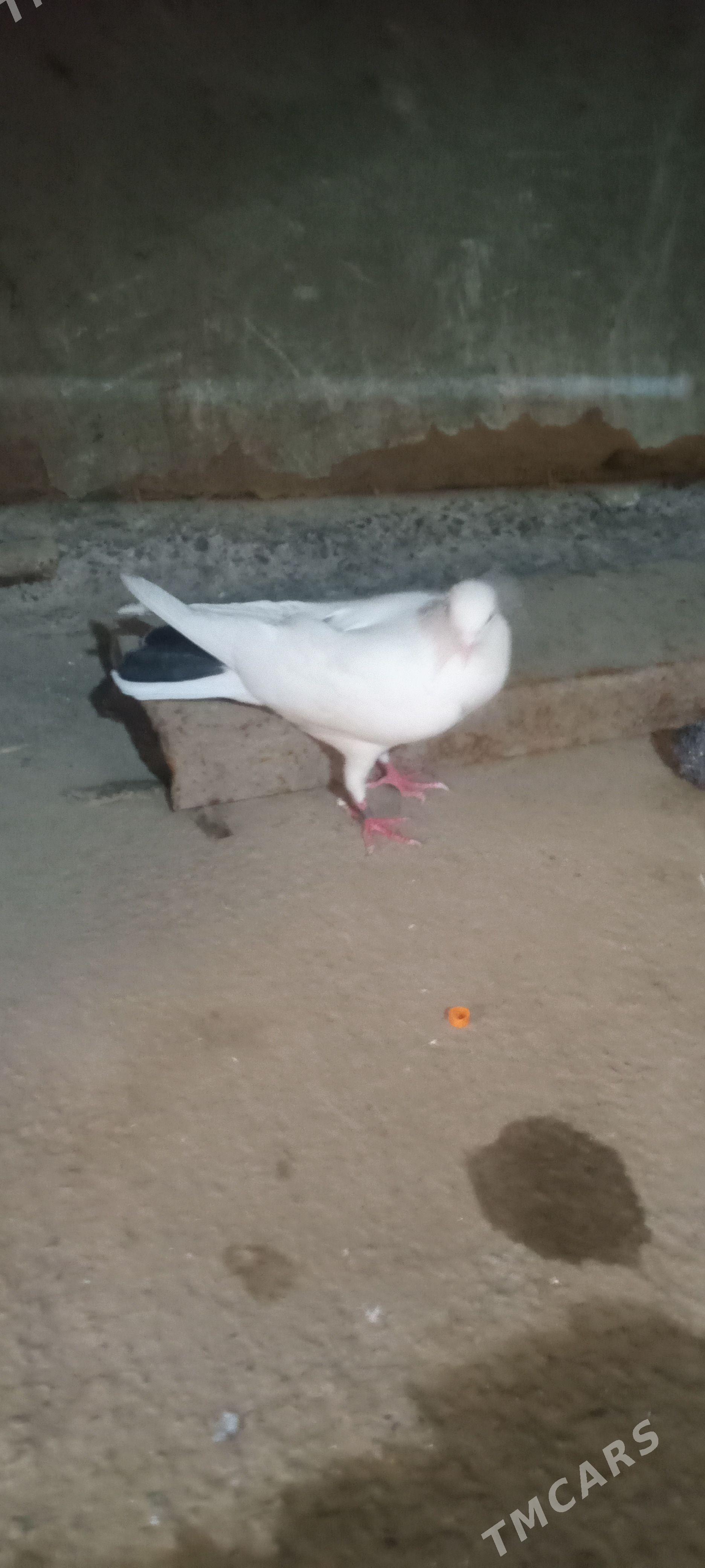 kepderi - Wekilbazar - img 1