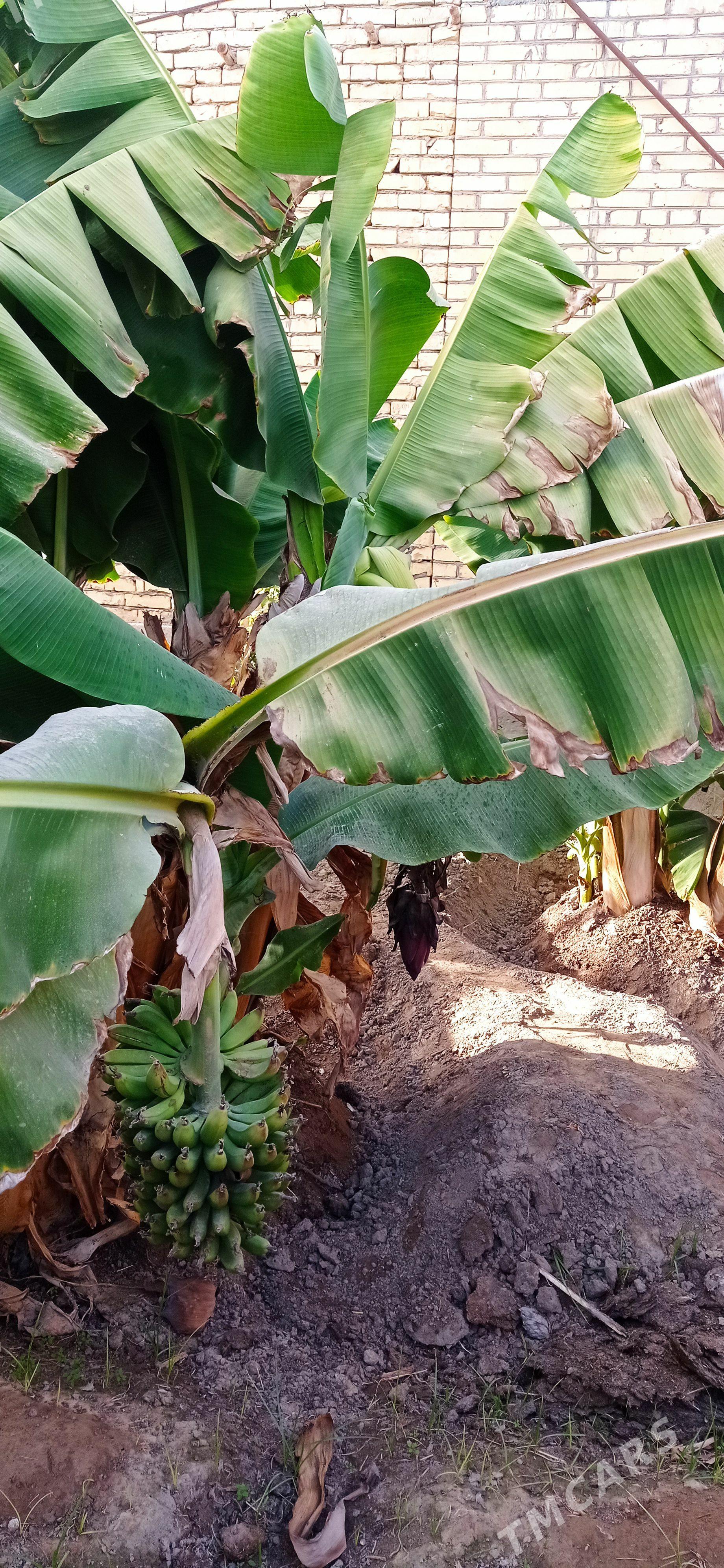 Banan nahal - Sakar - img 1