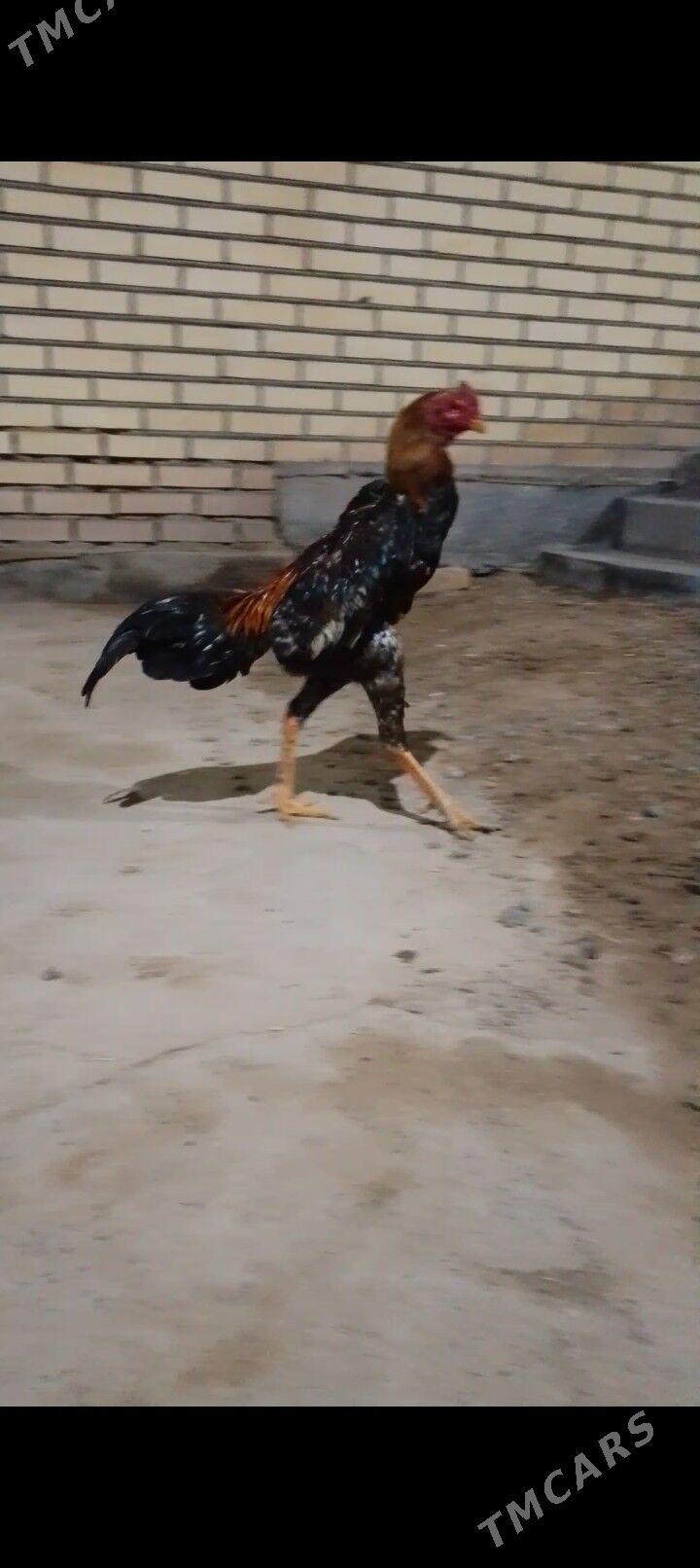 Horaz - Baýramaly - img 1
