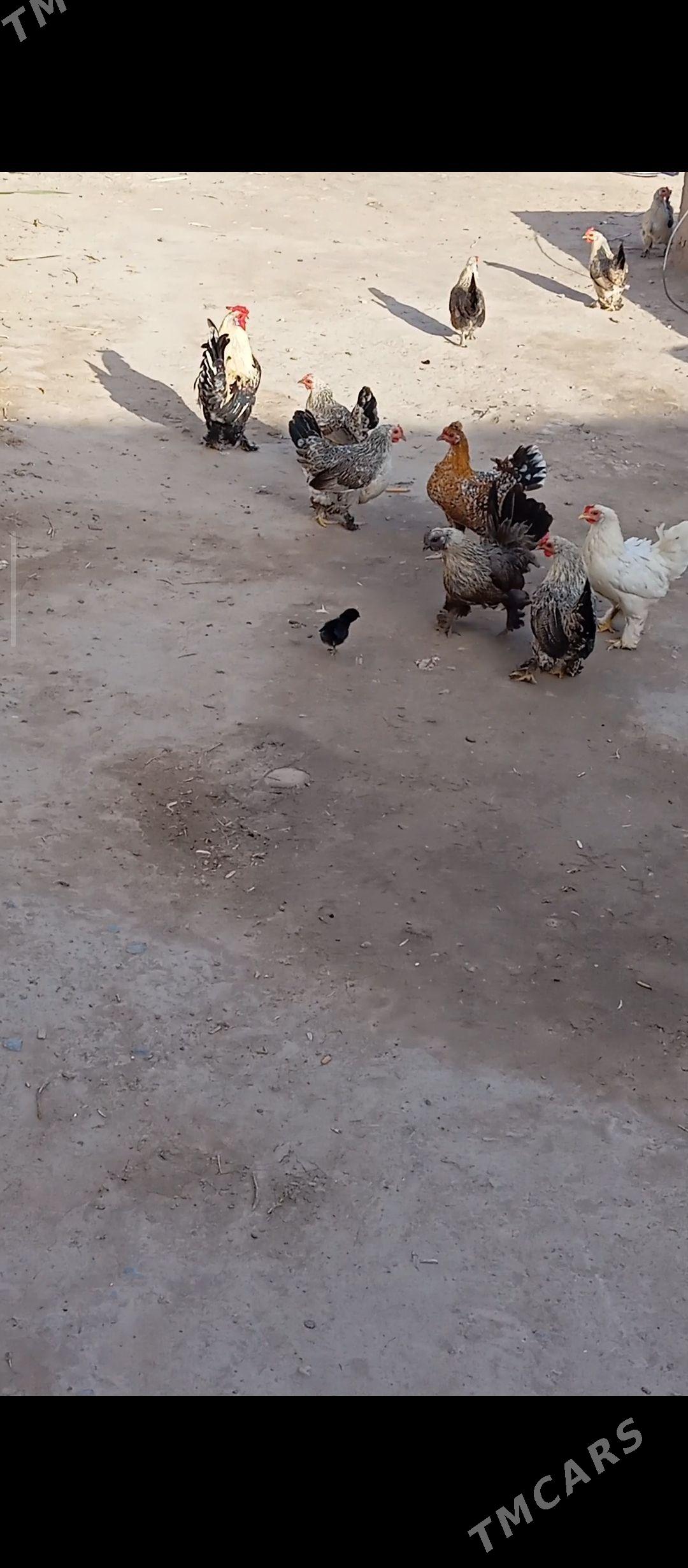 HORAZ - Daşoguz - img 1