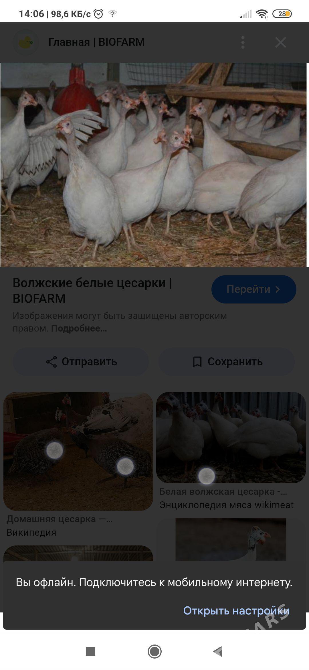 цысарка - Туркменабат - img 1