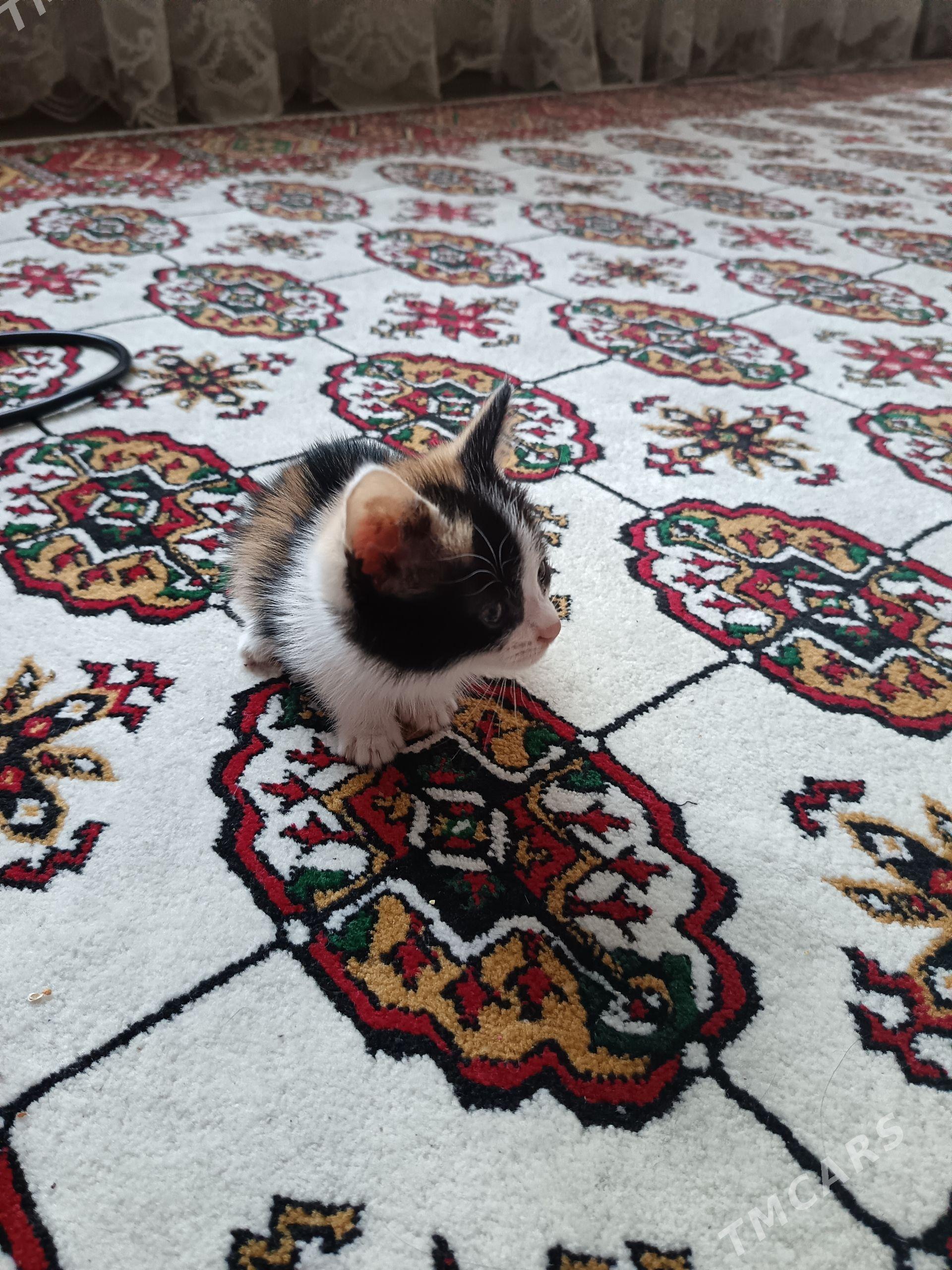 Котята - Daşoguz - img 1