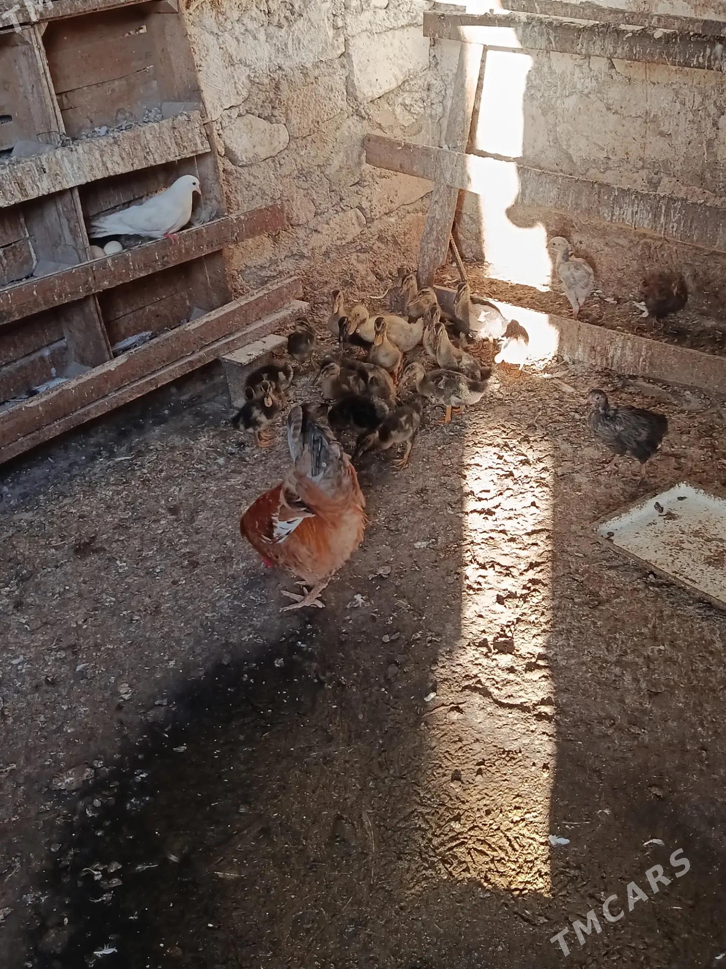 Ordek, towuk, juyje - Türkmenbaşy - img 1