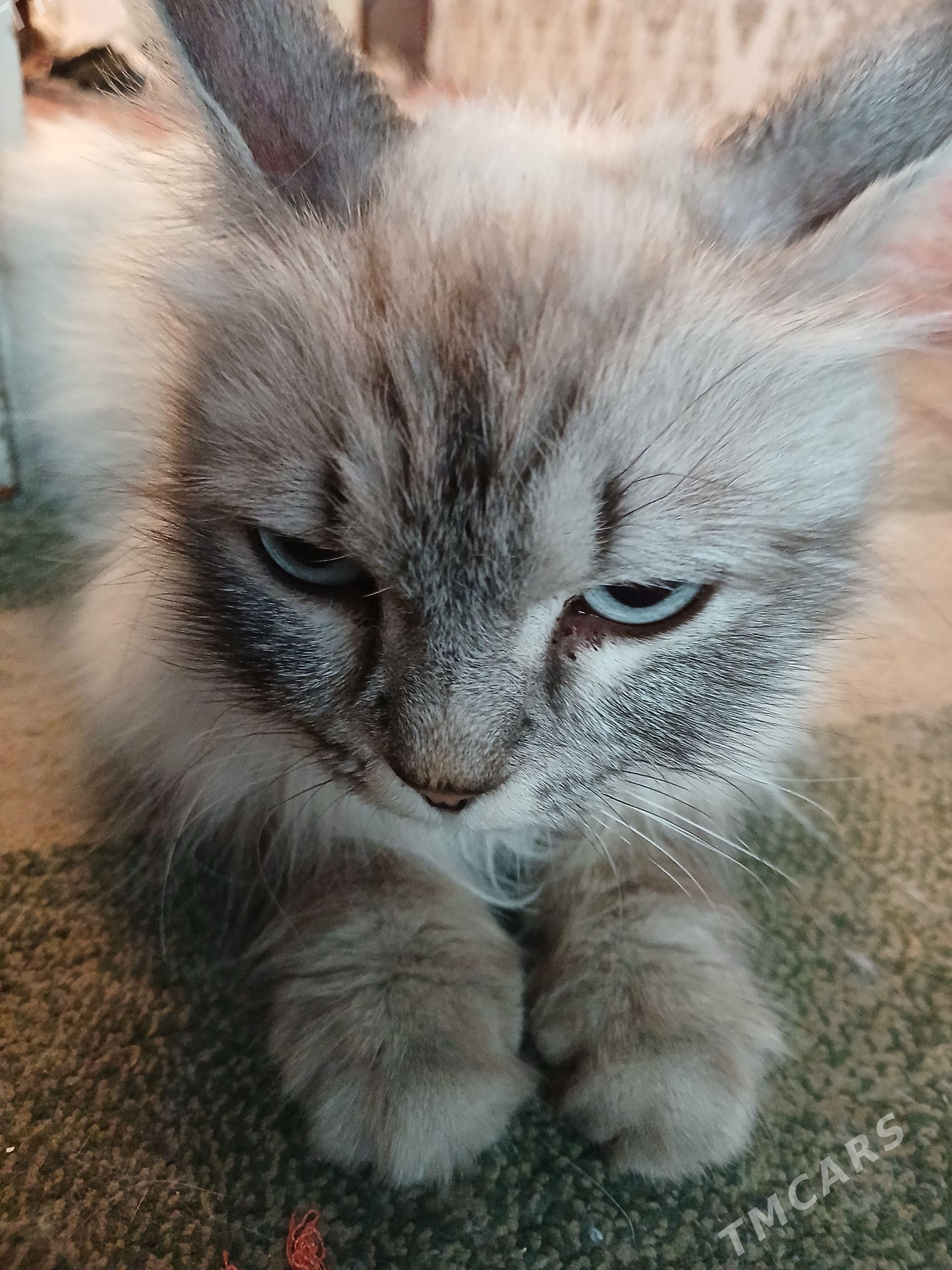 котенок - Türkmenabat - img 1