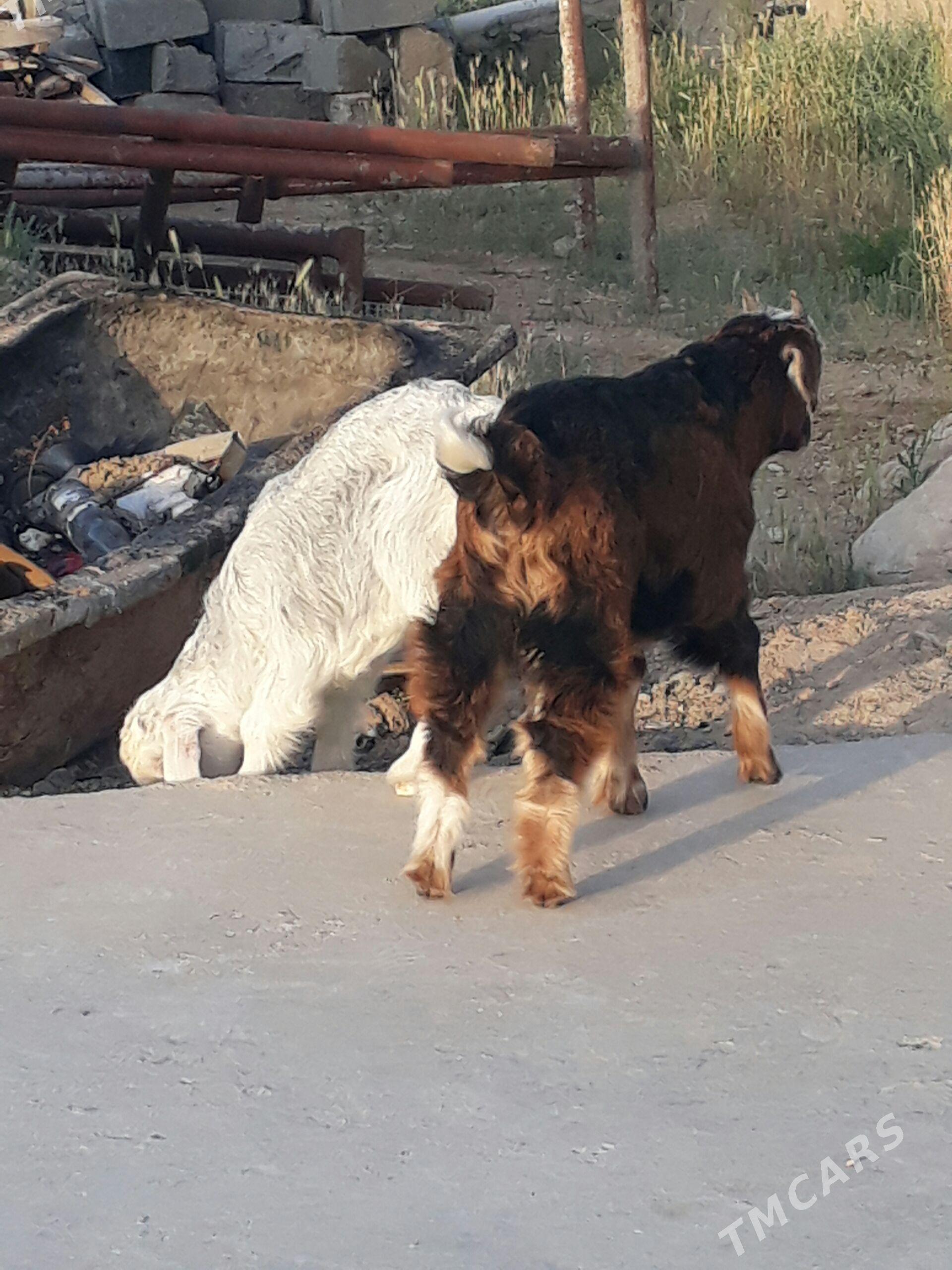 cebiş - Balkanabat - img 1