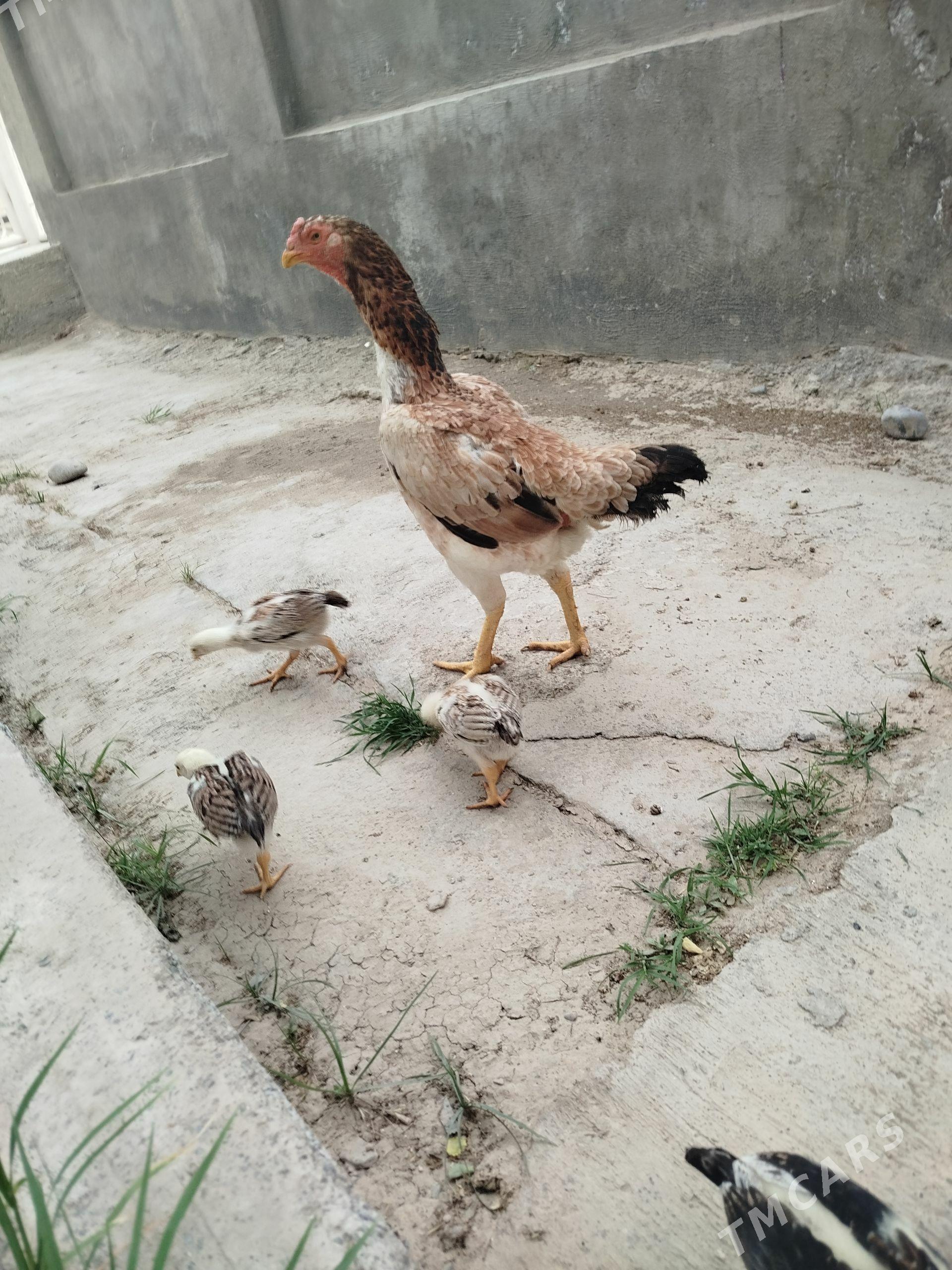 taşkent mäki - Änew - img 1