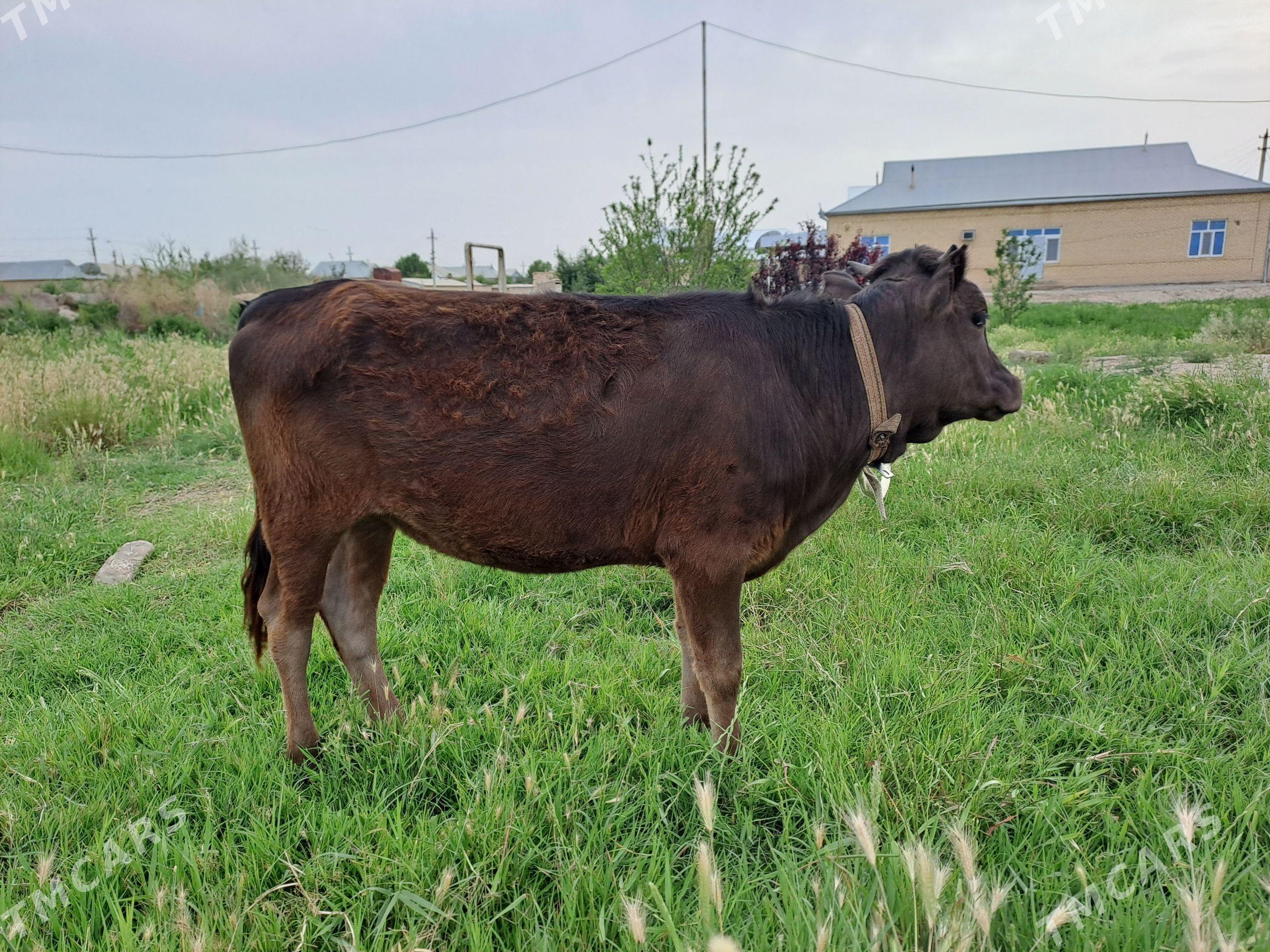 Gulajyn - Mary - img 1