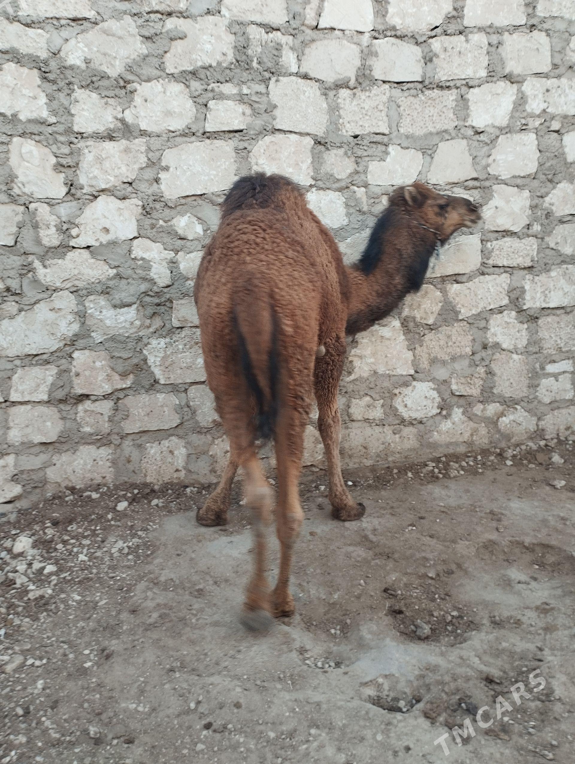 ogşuk - Balkanabat - img 1