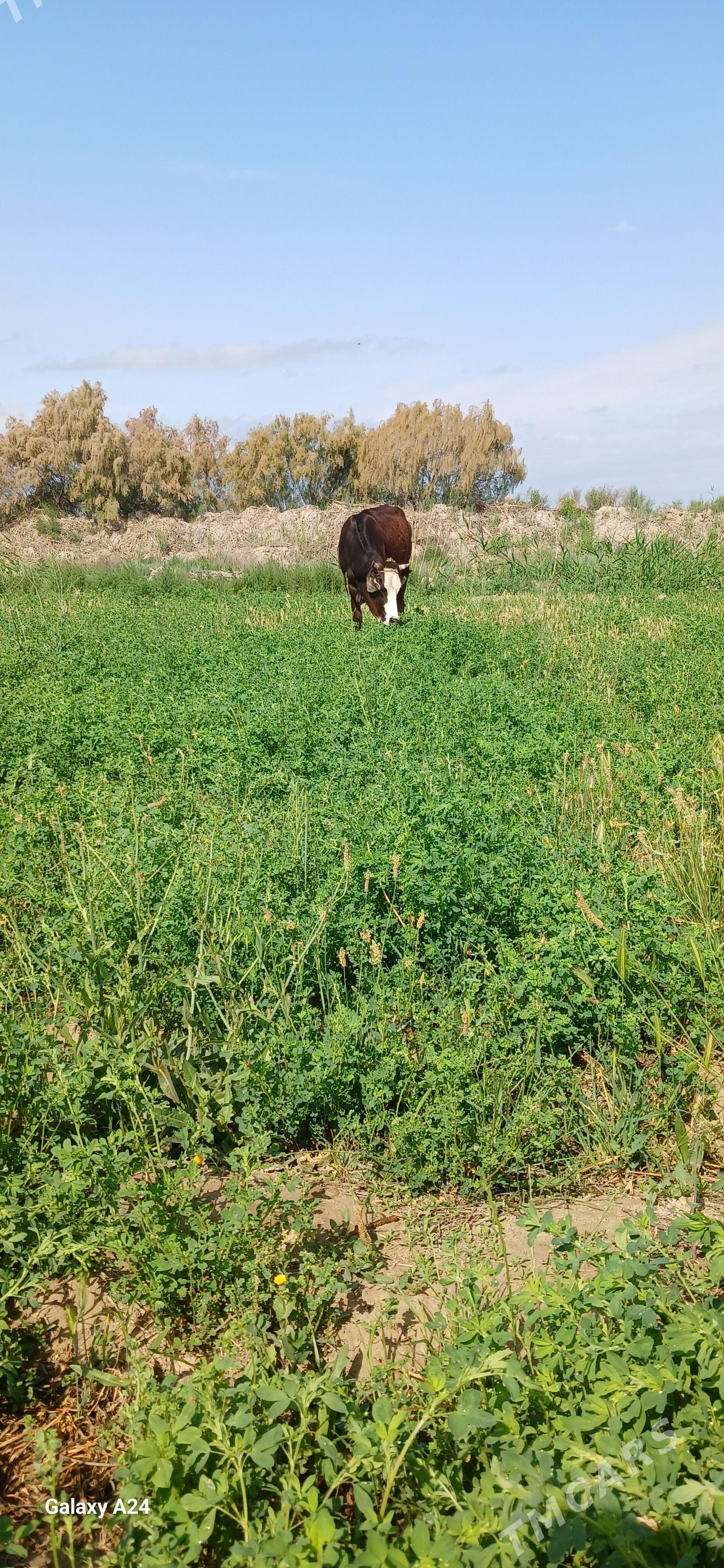 gole - Гёкдепе - img 1
