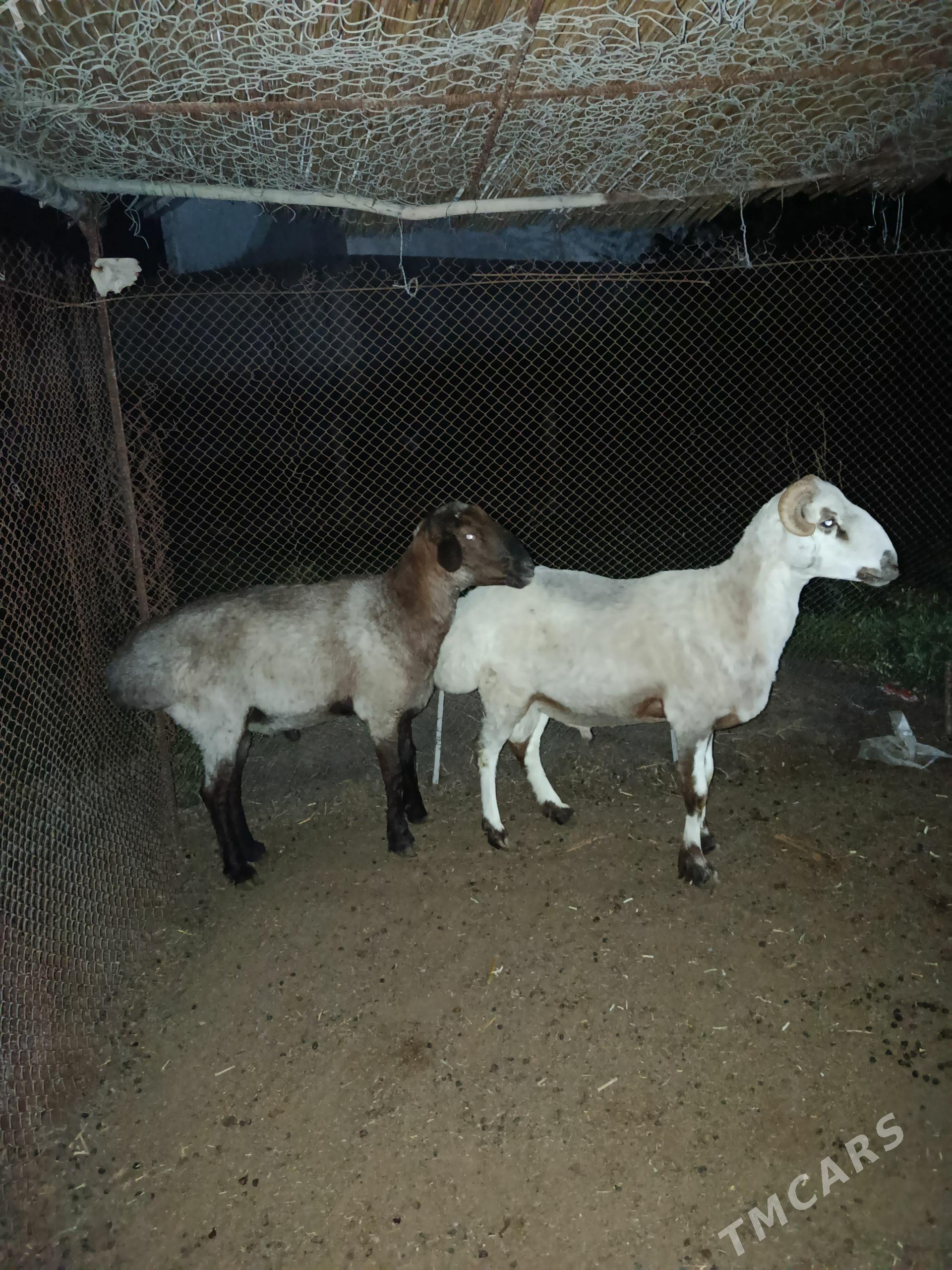 Goc - Büzmeýin - img 1