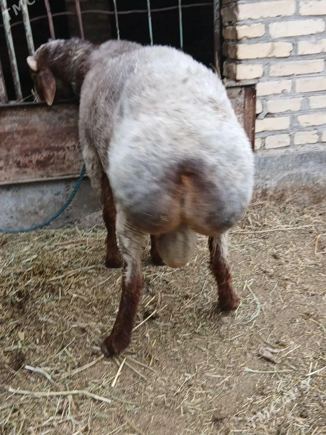 Goçgar satlyk - Туркменабат - img 1