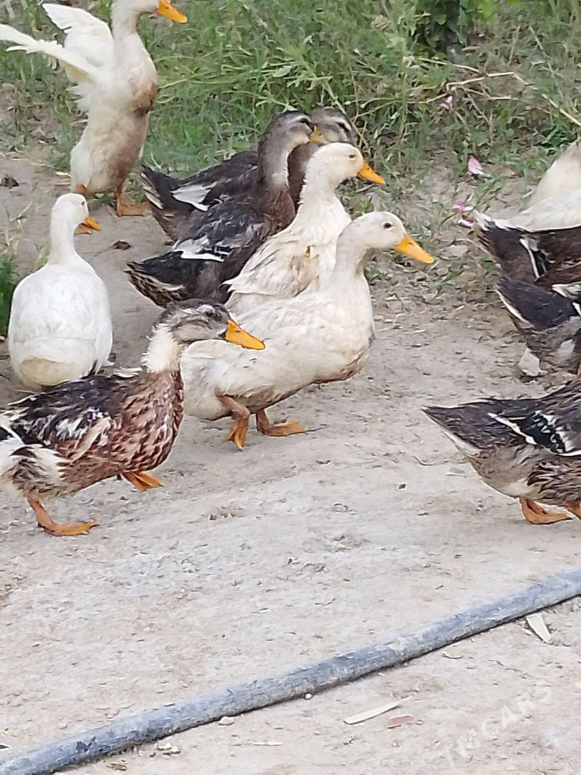 gak gak ördekler - Türkmengala - img 1