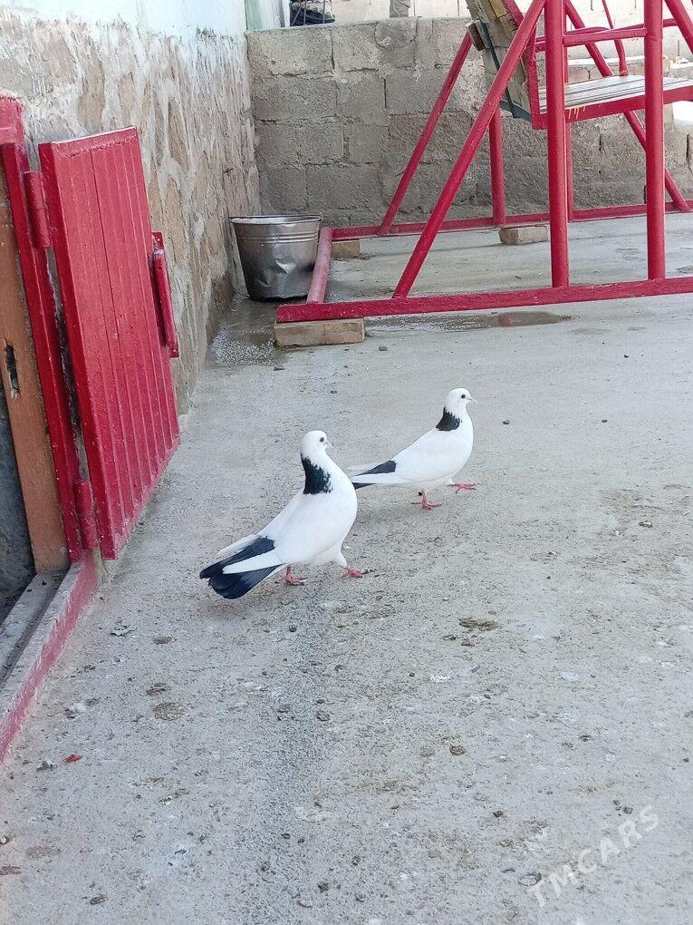 Kepderi - Bereket - img 1