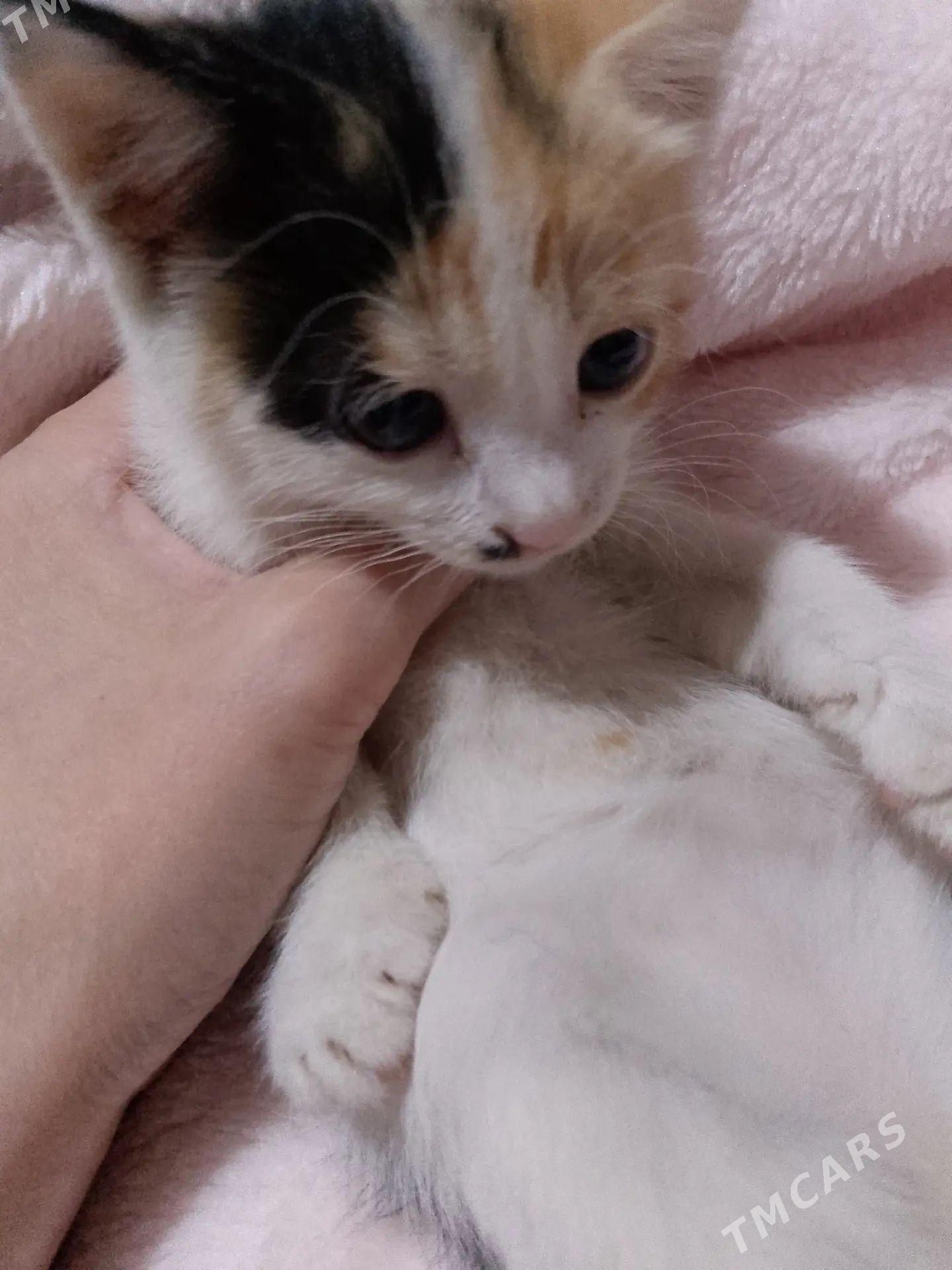 котята - Daşoguz - img 1