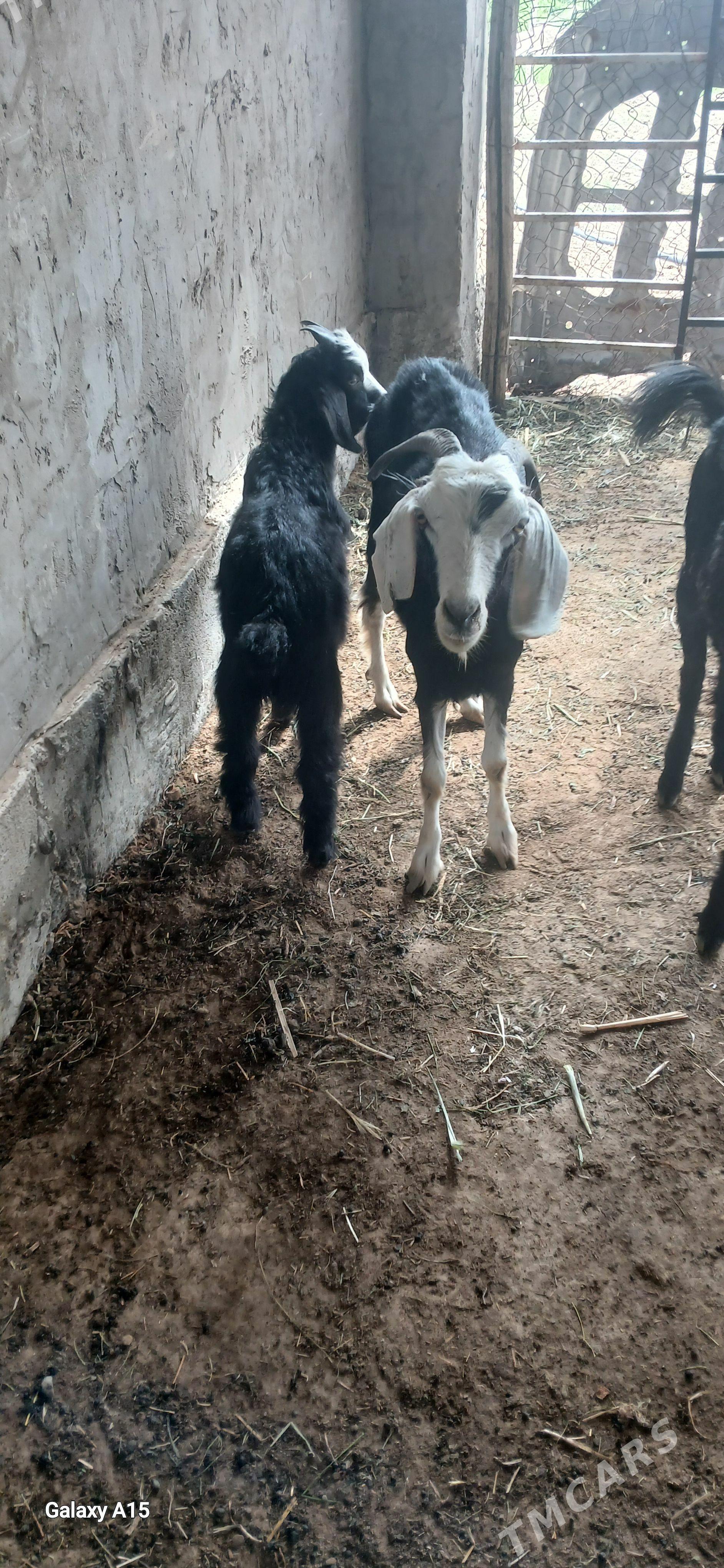 Owlakly geçi - Mary - img 1