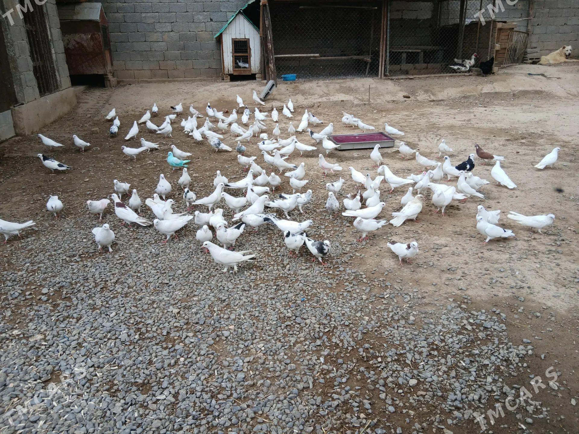 kepderi - Aşgabat - img 1