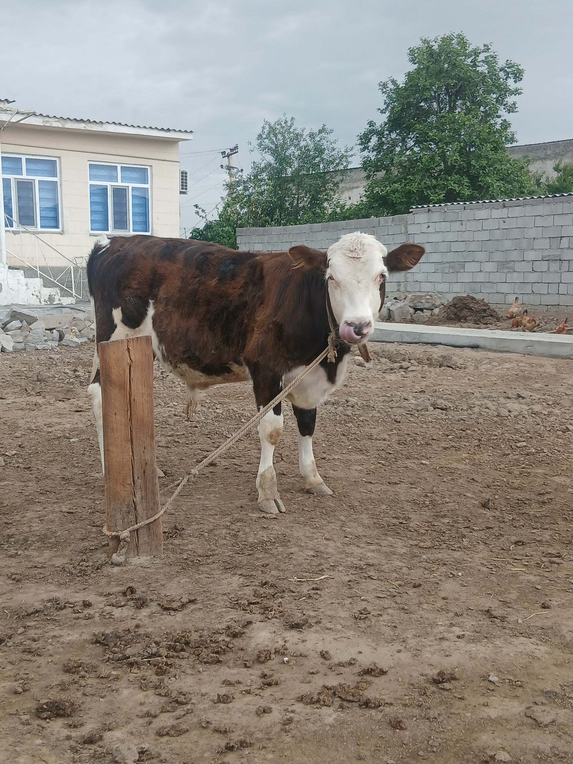 öküz - Bagyr - img 1