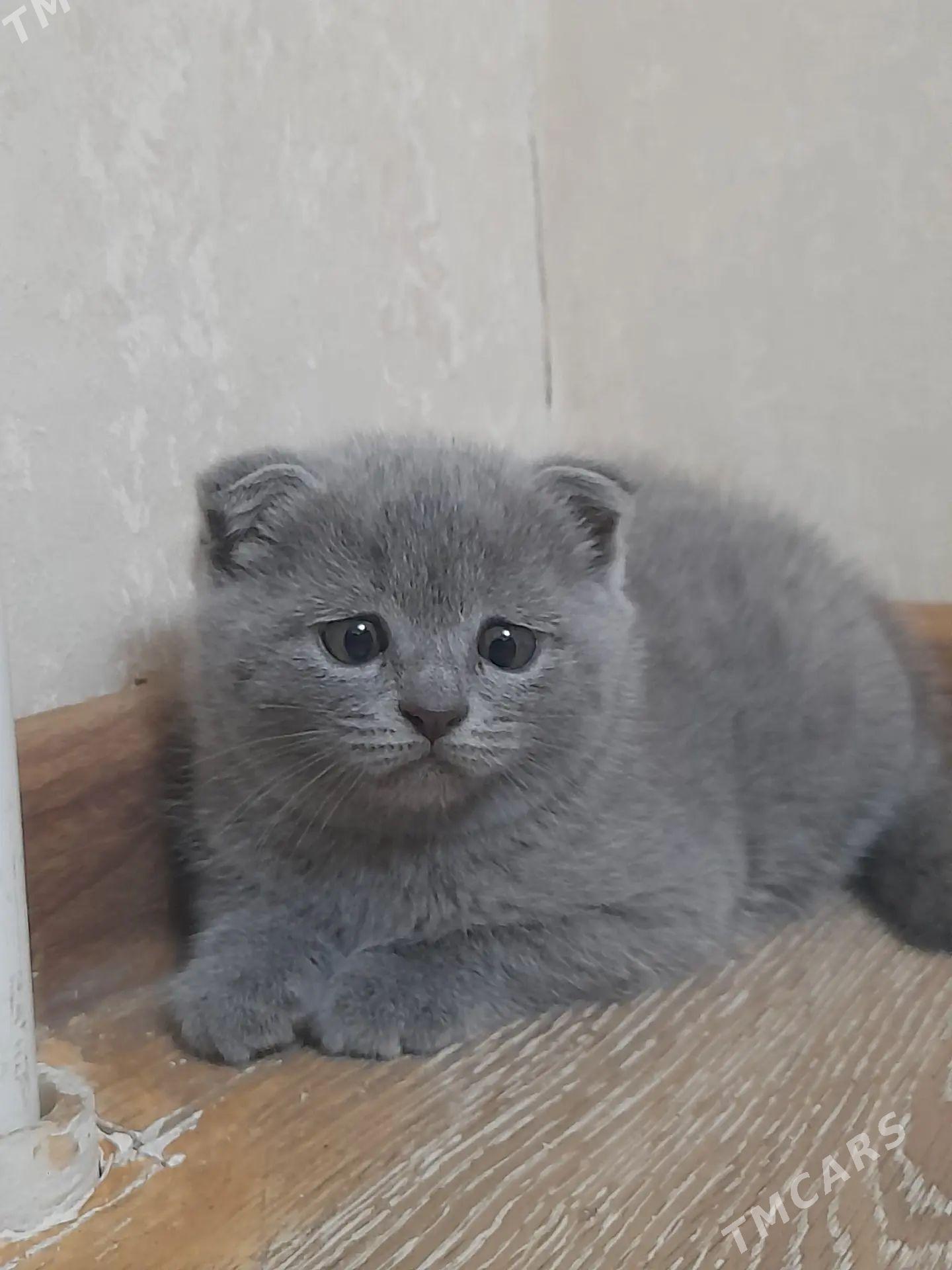 Шотландский вислоухий котенок - Türkmenabat - img 1
