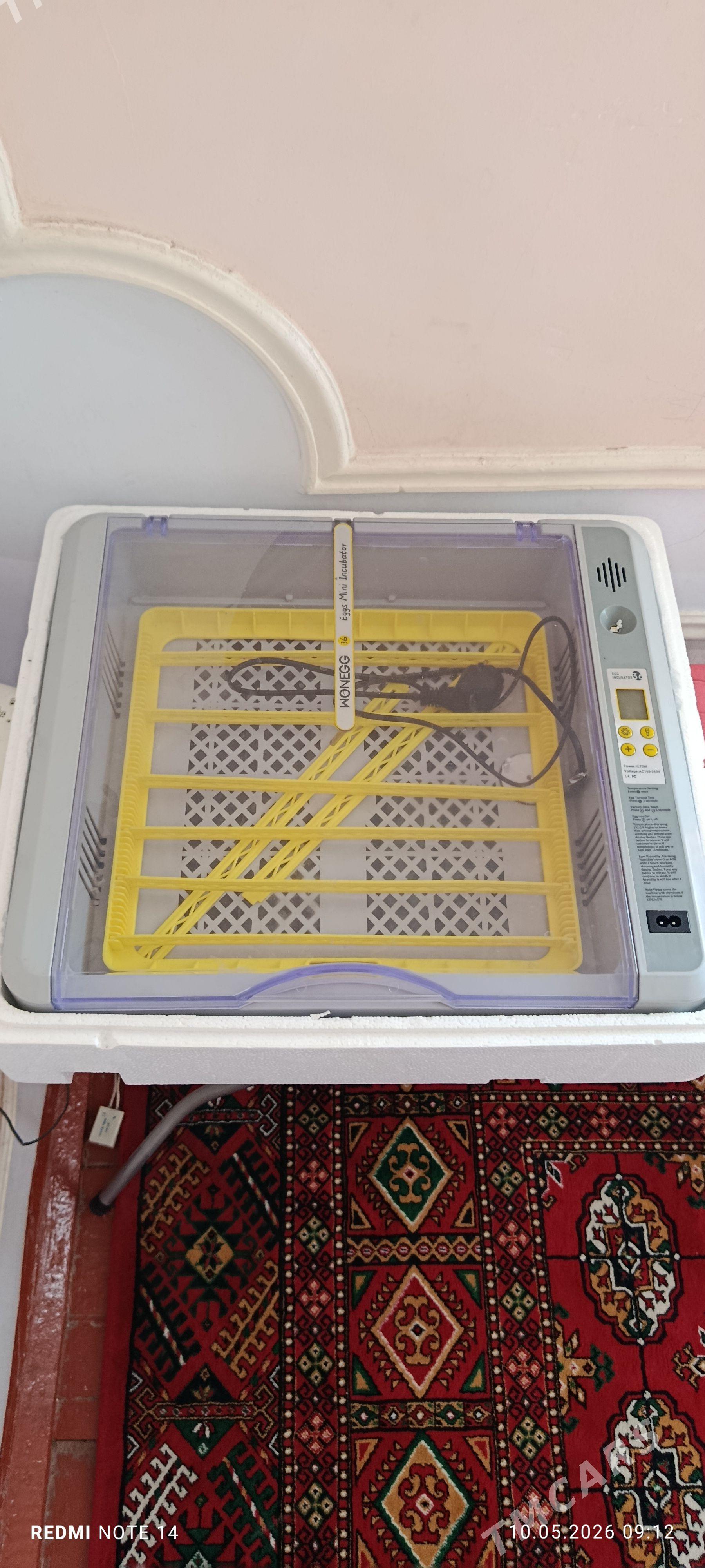 inkubator - Garabekewül - img 1