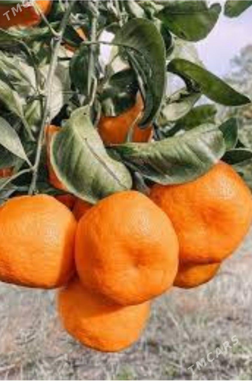 MANDALIN SATSUMA TURK NAHAL - Änew - img 1