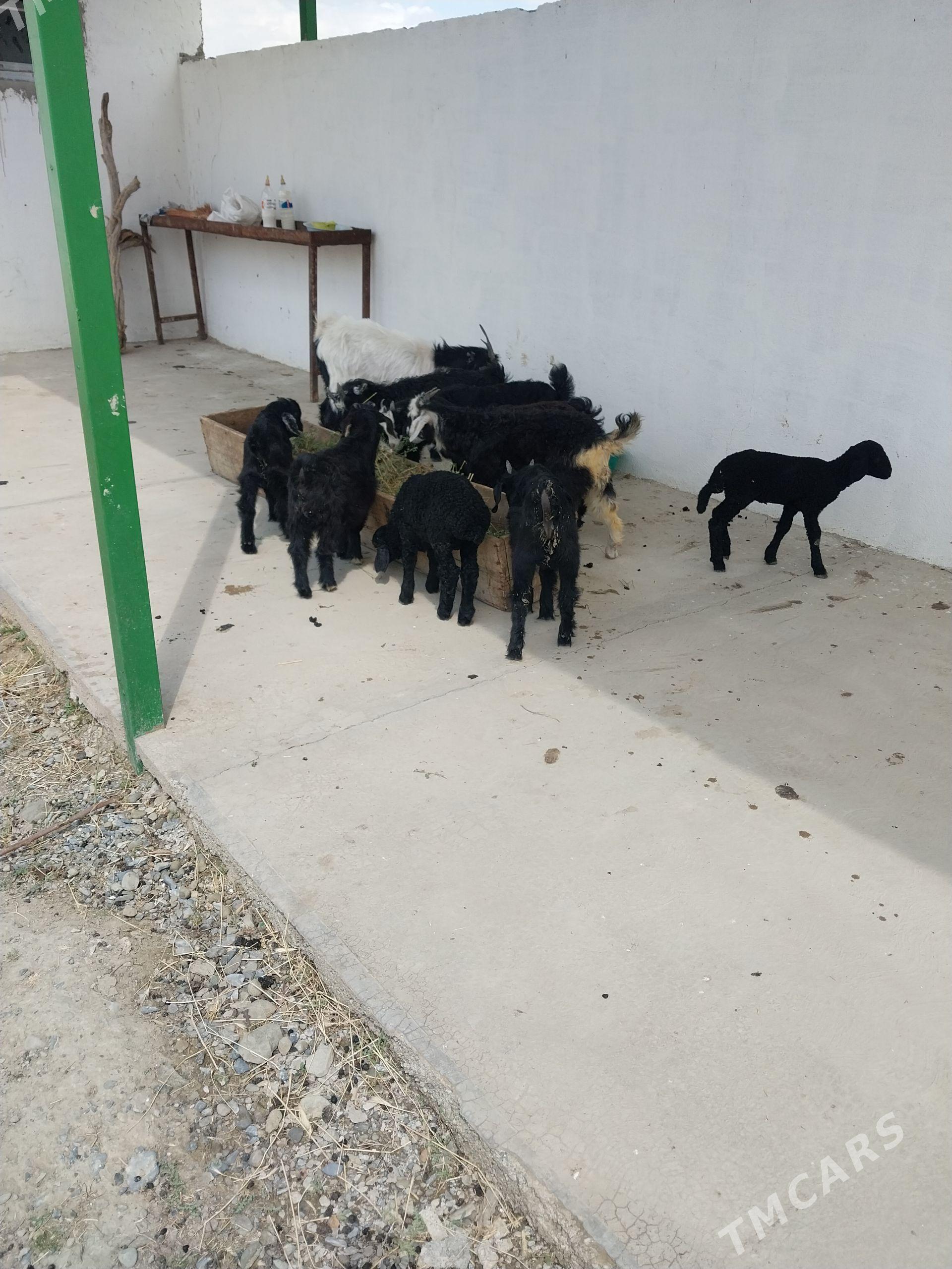 guzylar - Бахарден - img 1