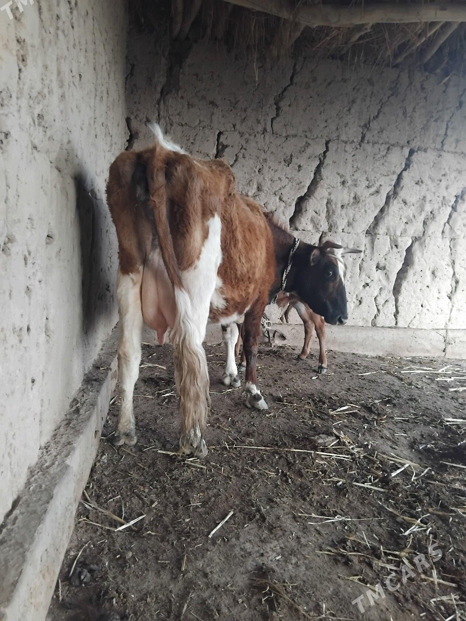 sùtli tanaly sygyr - Gubadag - img 1