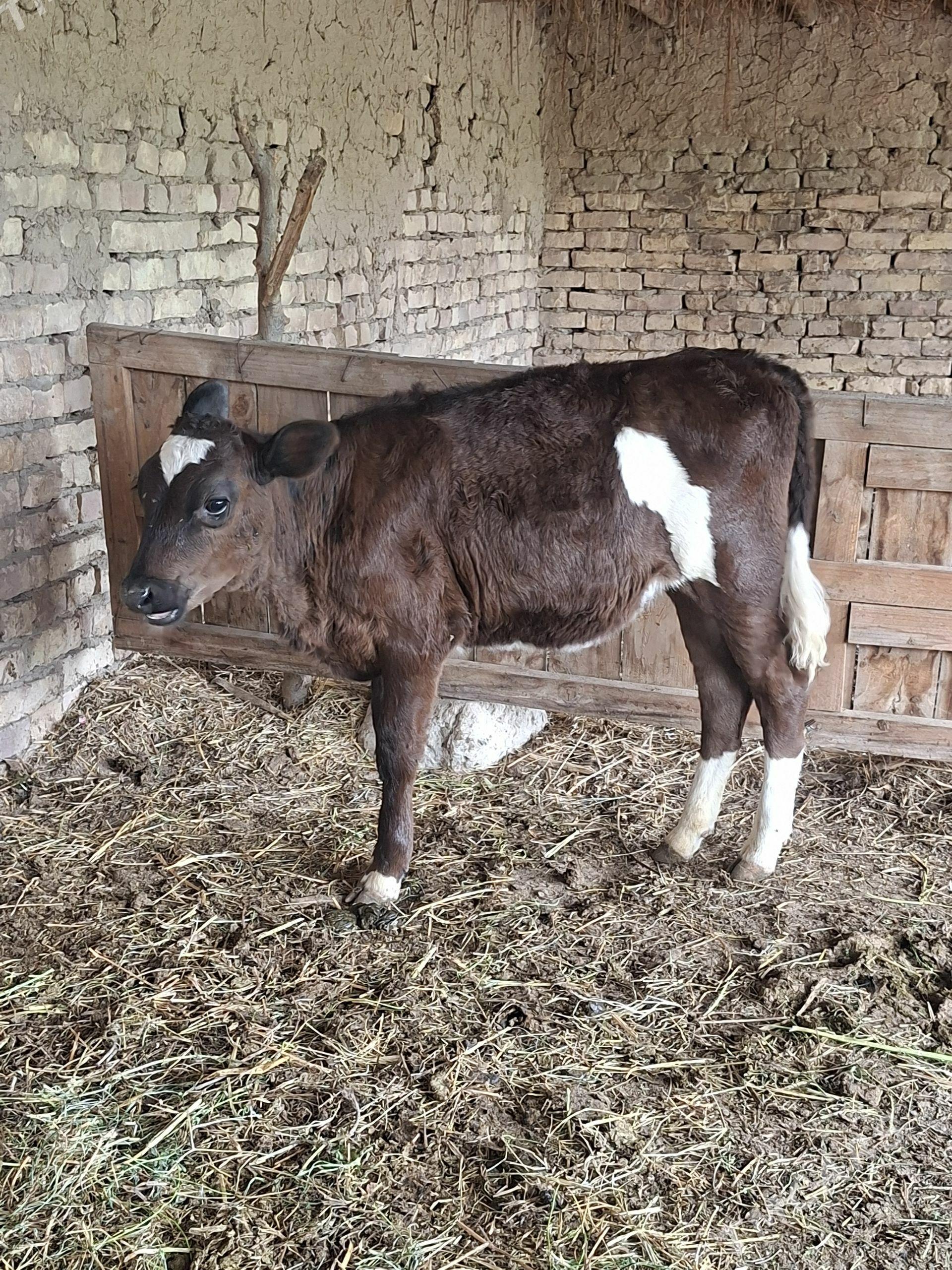 gulajyn gole - Garabekewül - img 1