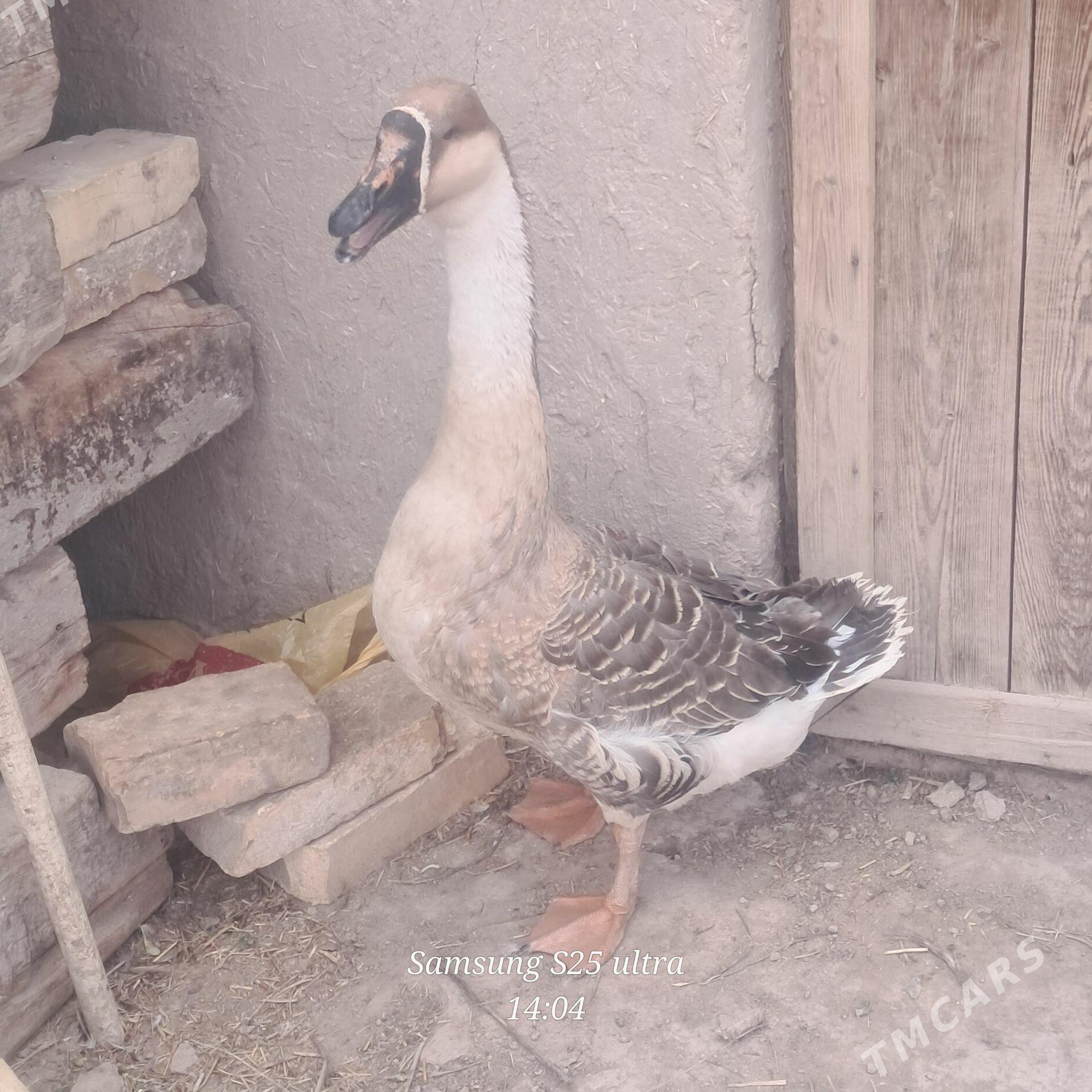 gaz horaz - Görogly (Tagta) - img 1