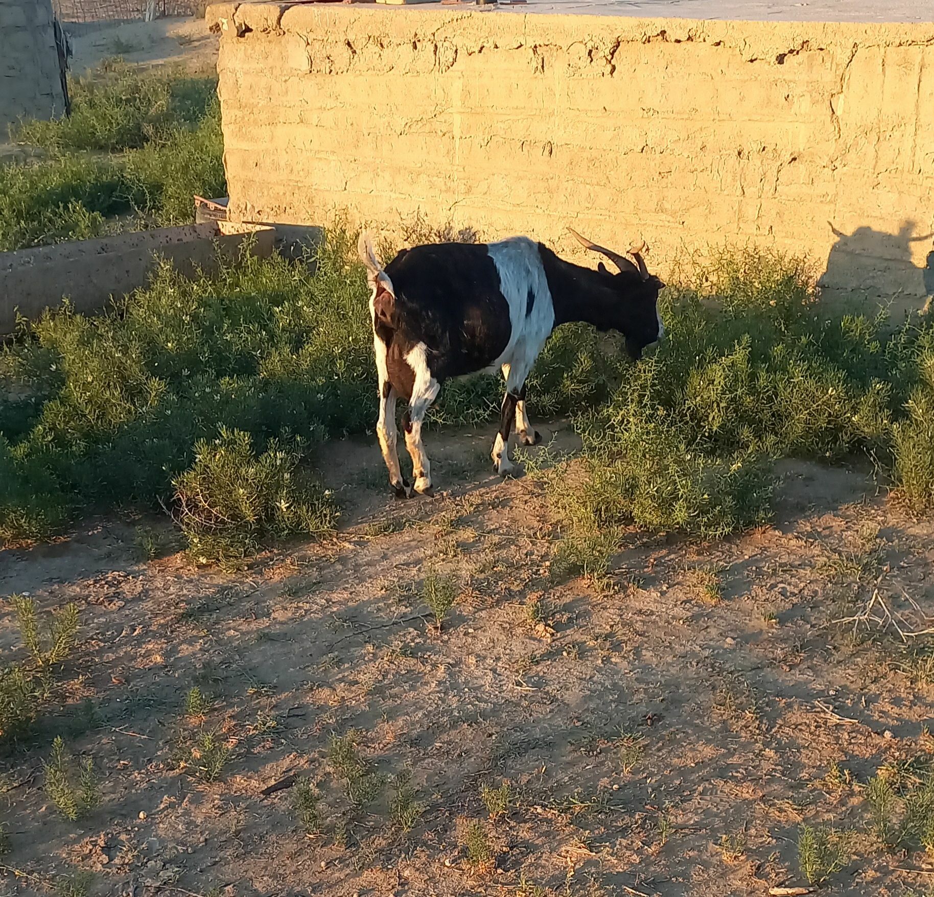 Owlakly geçi, çebiş. - Esenguly - img 1