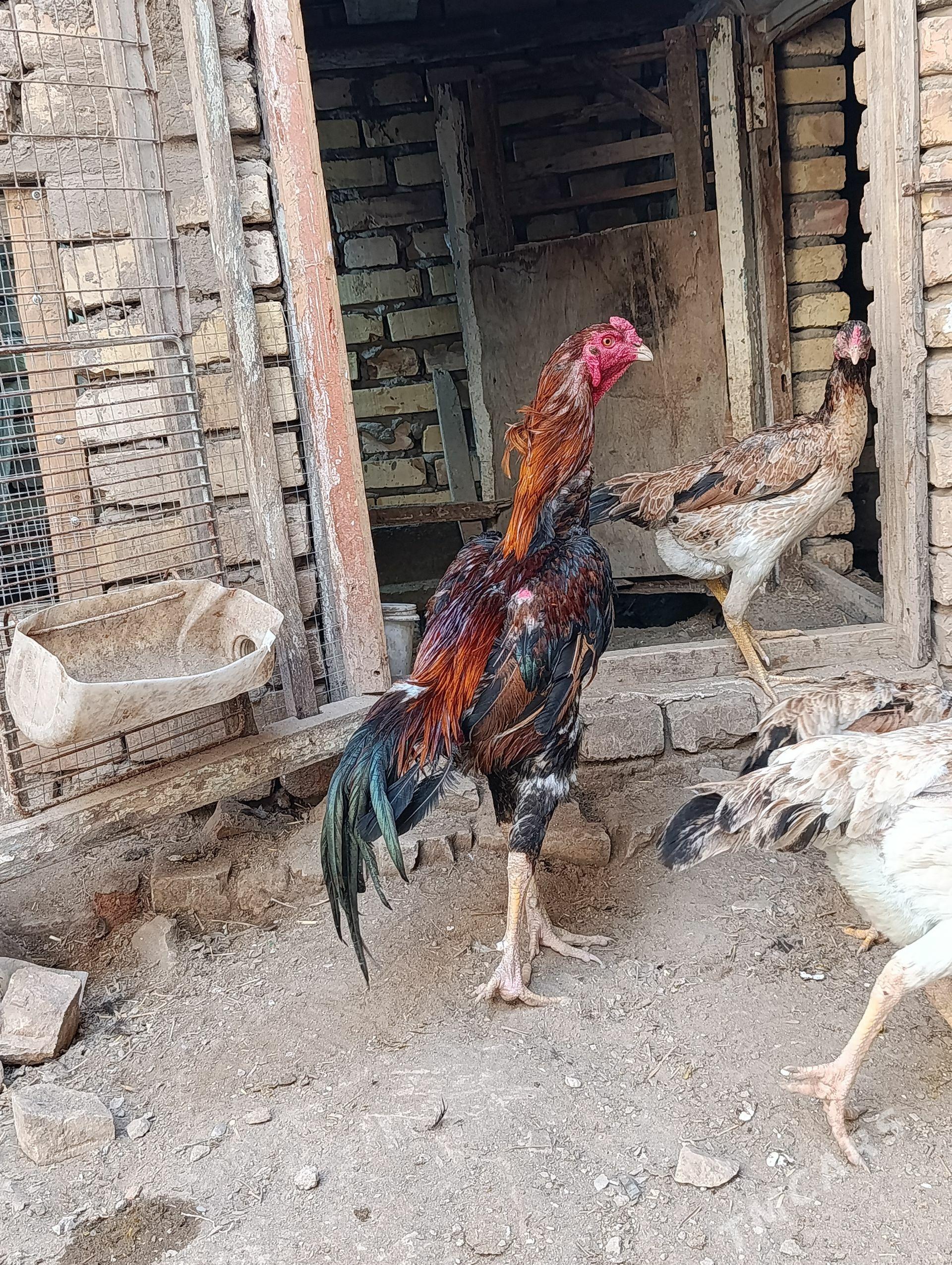 juja - Daşoguz - img 1