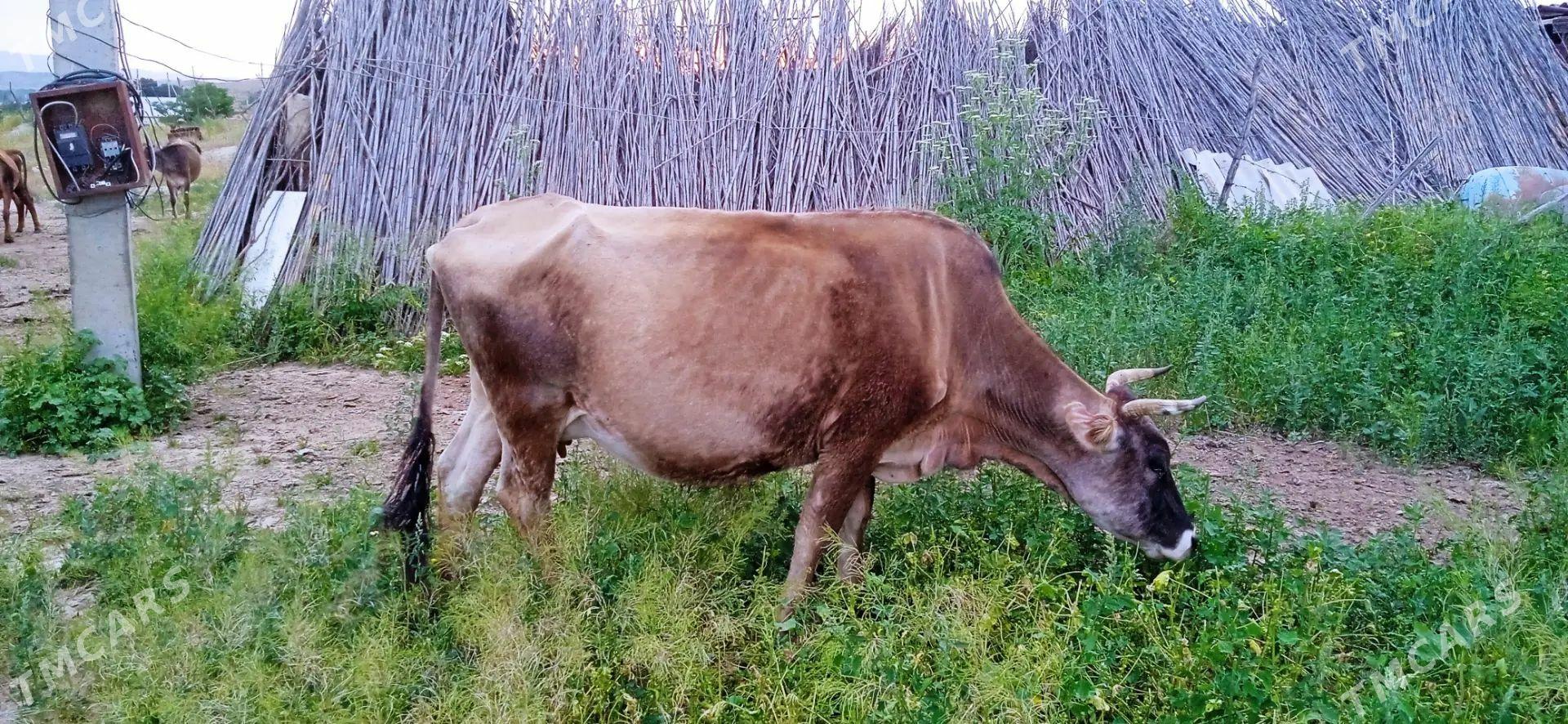Göleli sygyr - Magtymguly - img 1