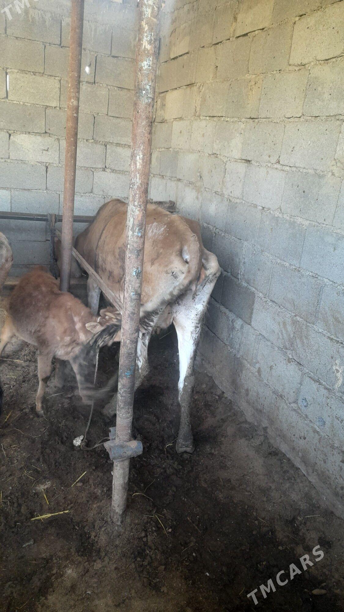 göleli sygyr - Gökdepe - img 1