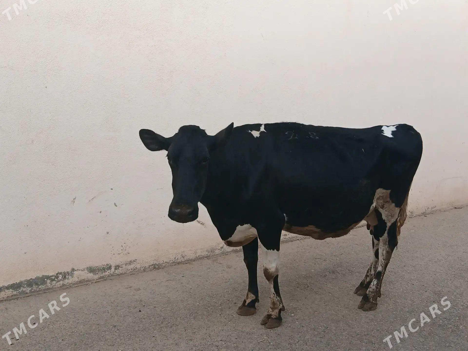 Golstein sygyrlar - Wekilbazar - img 1
