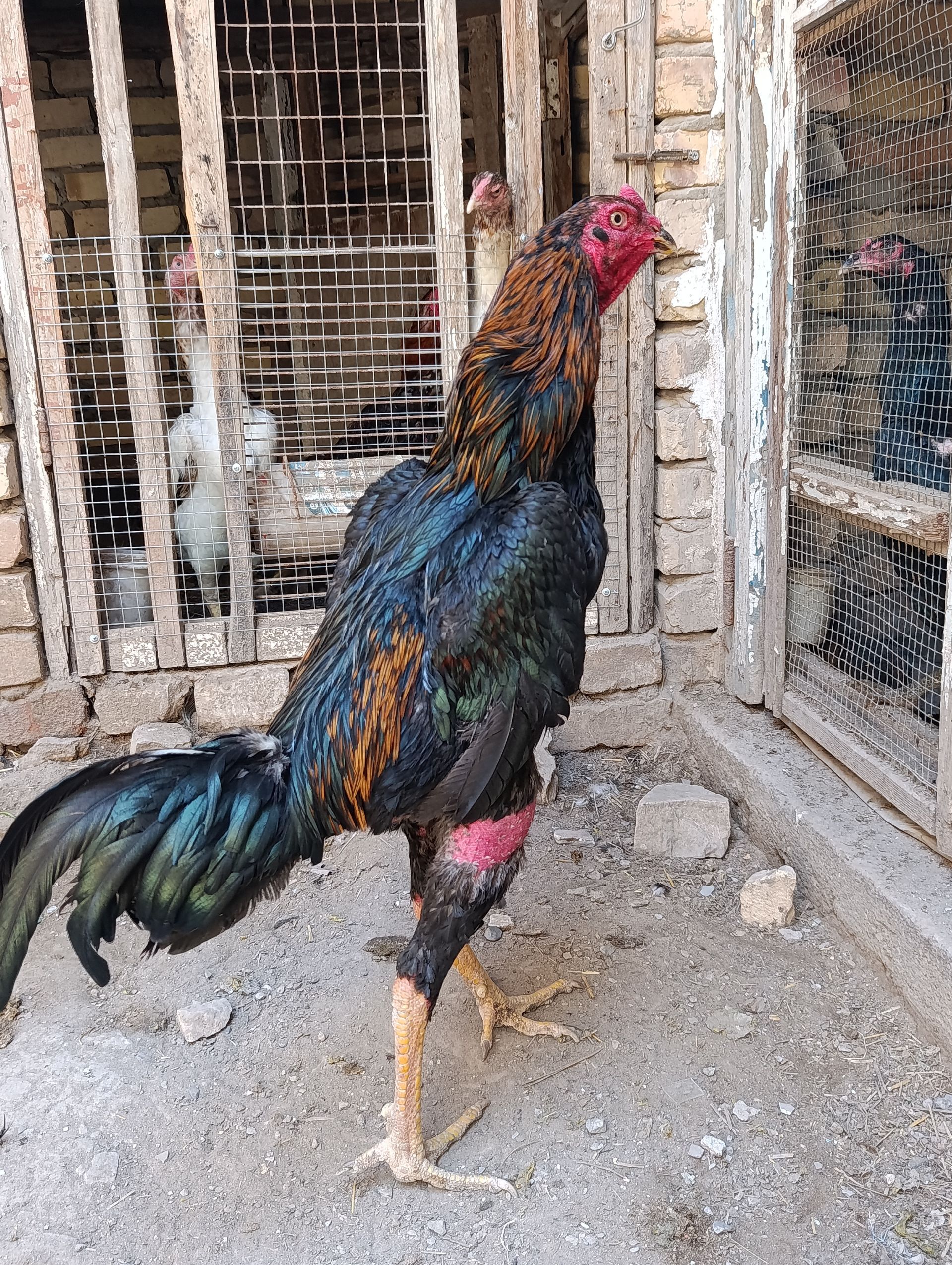 juja - Daşoguz - img 1