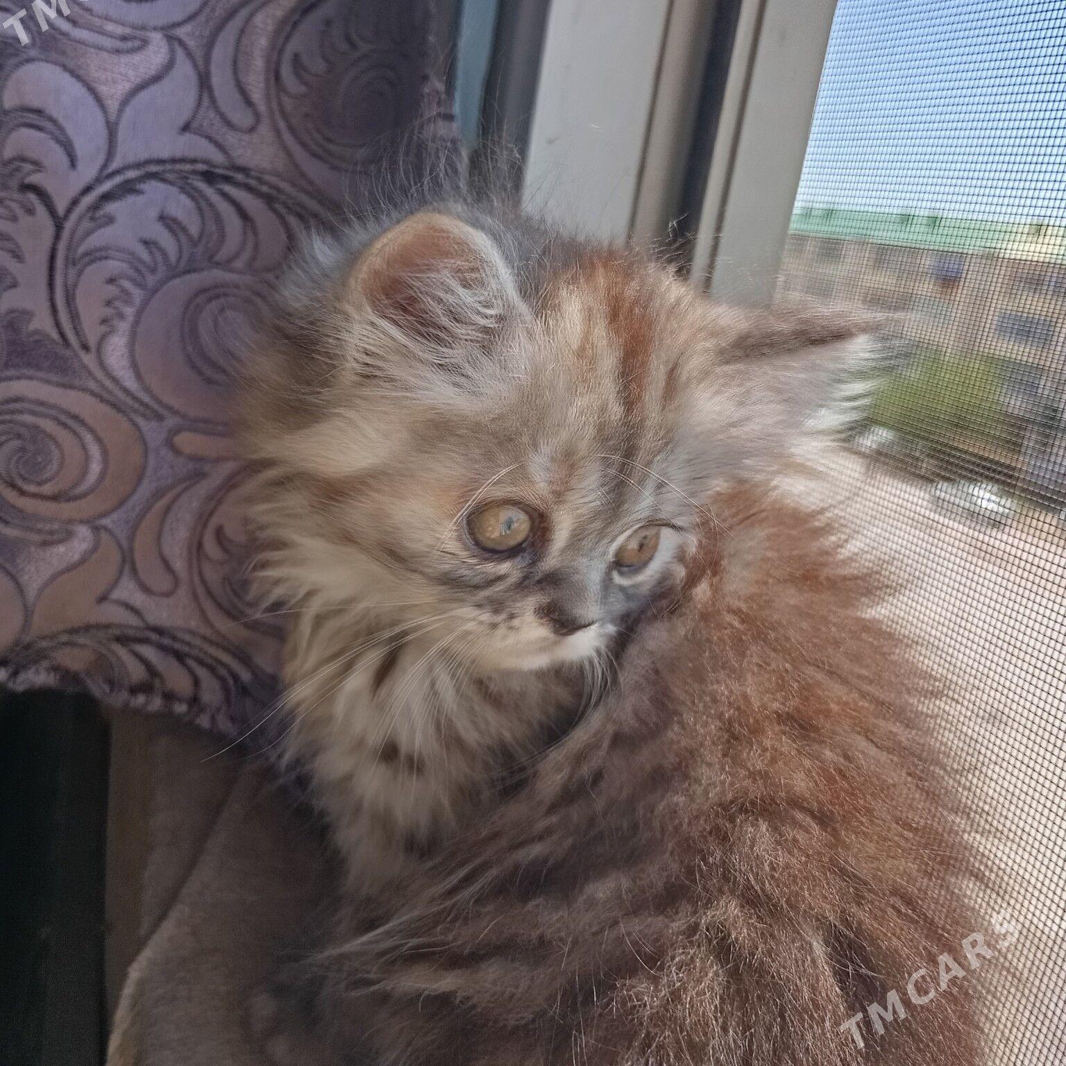 котёнок - Türkmenabat - img 1