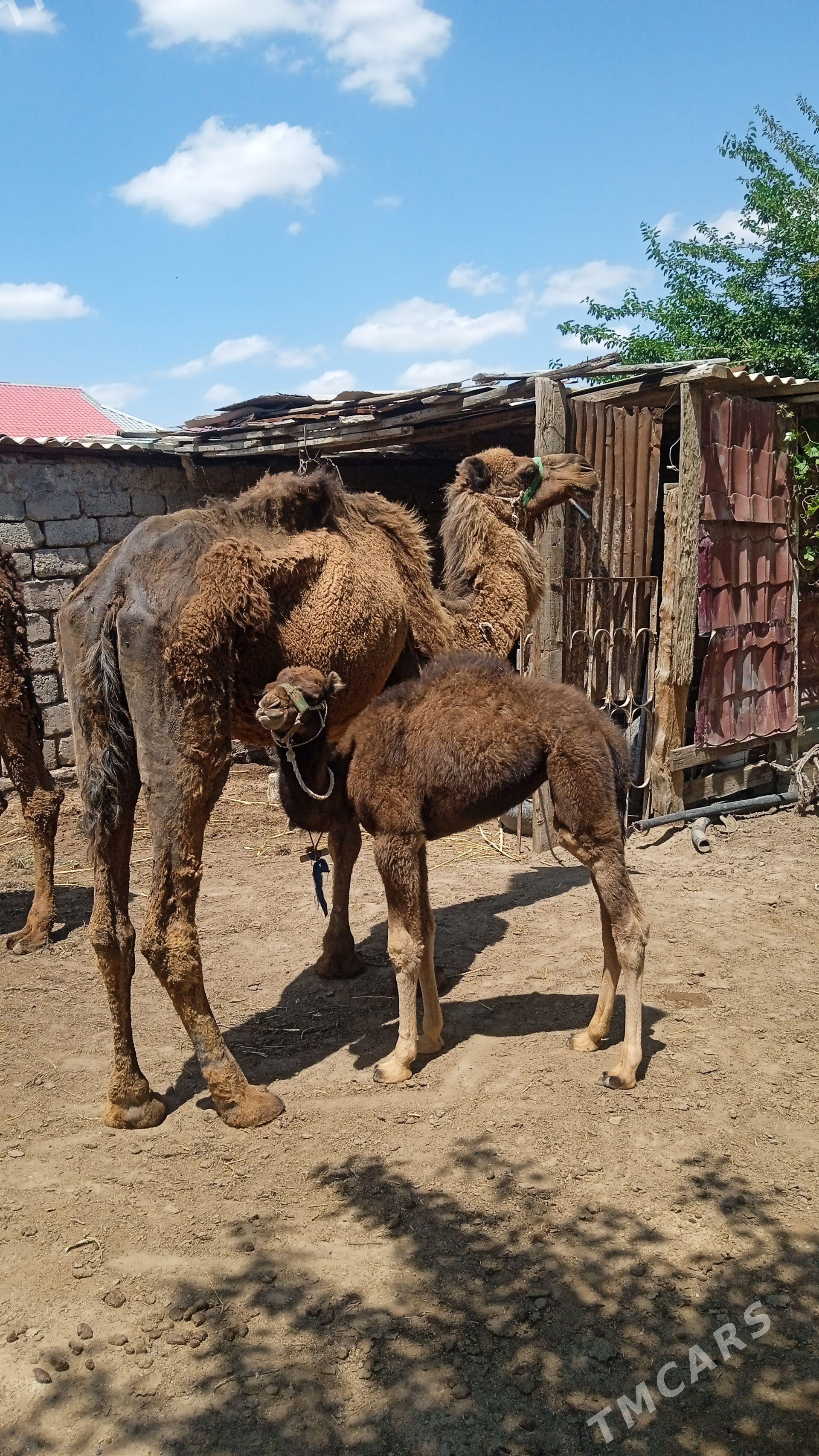 kosekliduye - Чоганлы - img 1